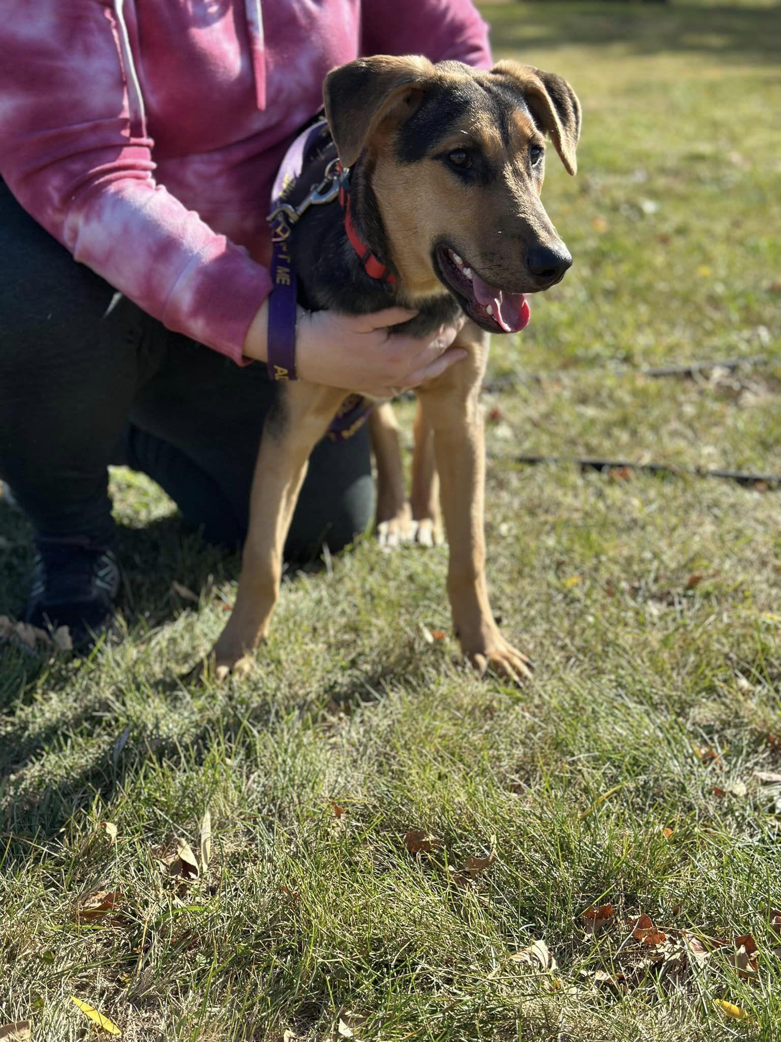 Mercedes, a Adoptable mixed breed in Lakeville, MN image 5/5