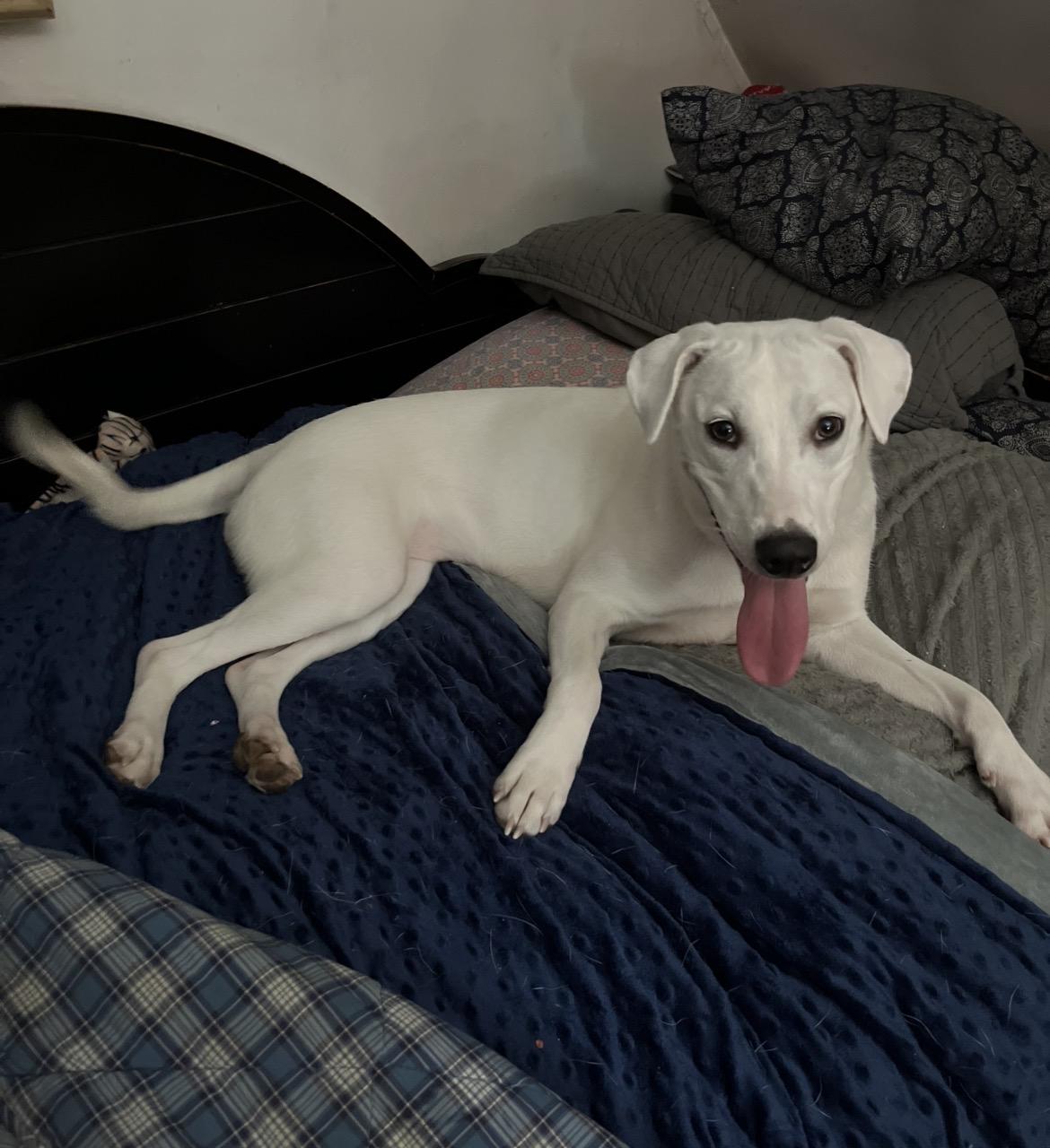 Story, a ADOPTABLE mixed breed in Brunswick, ME image 3/6