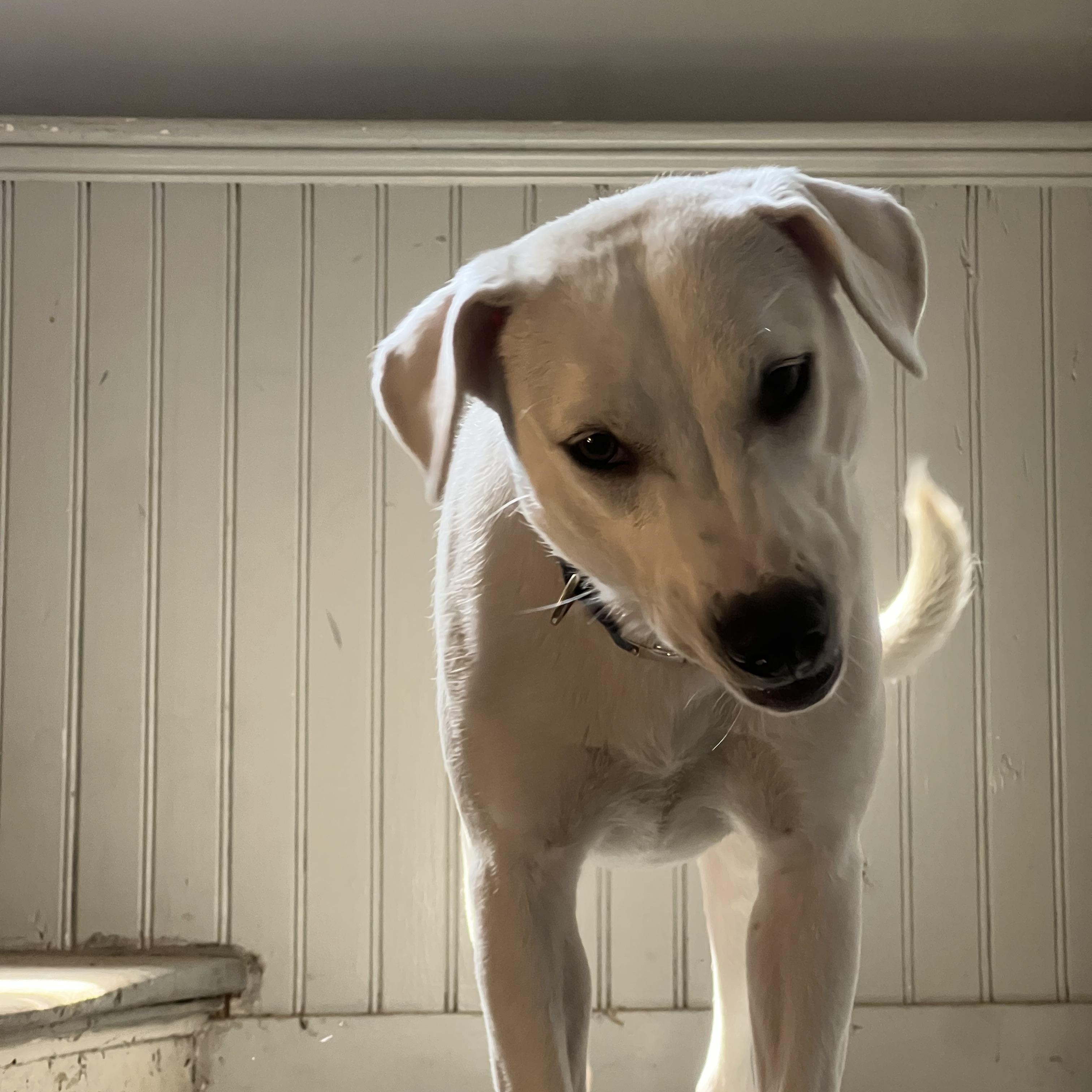Enlarge Story, a ADOPTABLE mixed breed in Brunswick, ME image 5/6