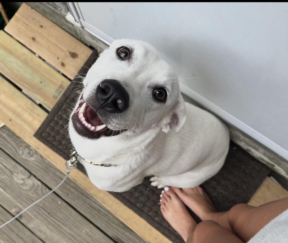 Enlarge Story, a ADOPTABLE mixed breed in Brunswick, ME image 2/6