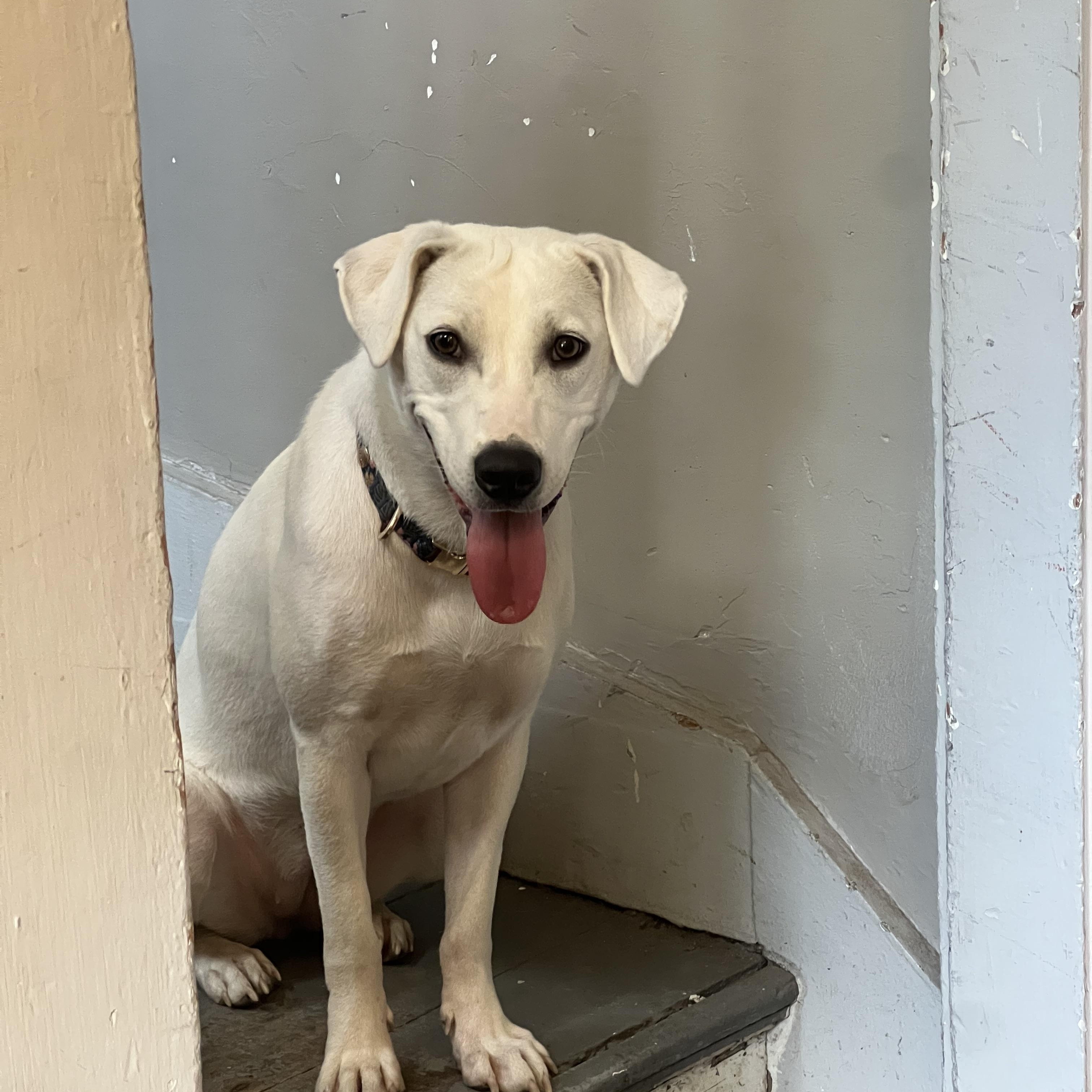 Enlarge Story, a ADOPTABLE mixed breed in Brunswick, ME image 1/6