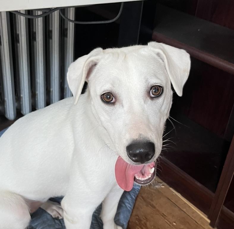Story, a ADOPTABLE mixed breed in Brunswick, ME image 2/6