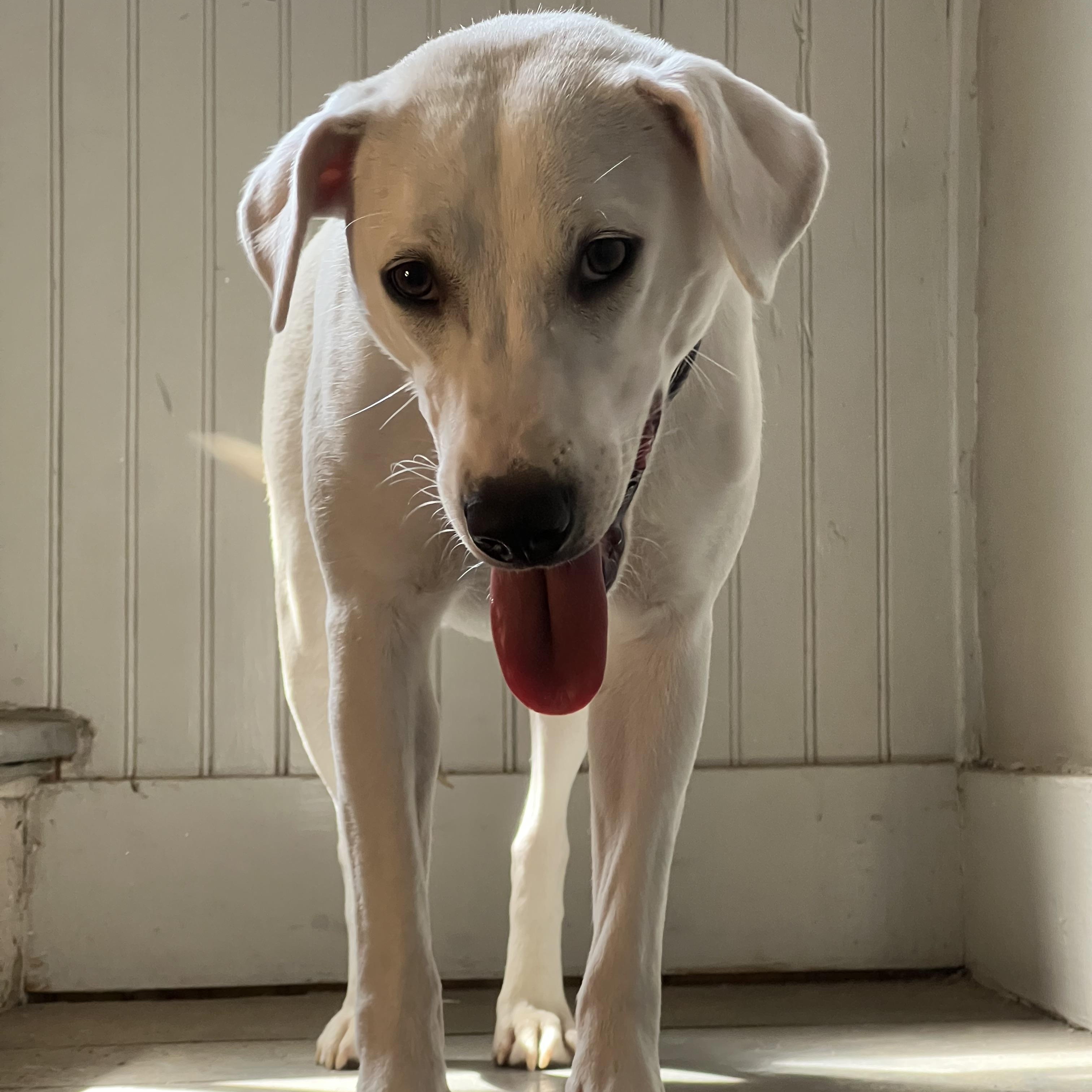 Enlarge Story, a ADOPTABLE mixed breed in Brunswick, ME image 3/6