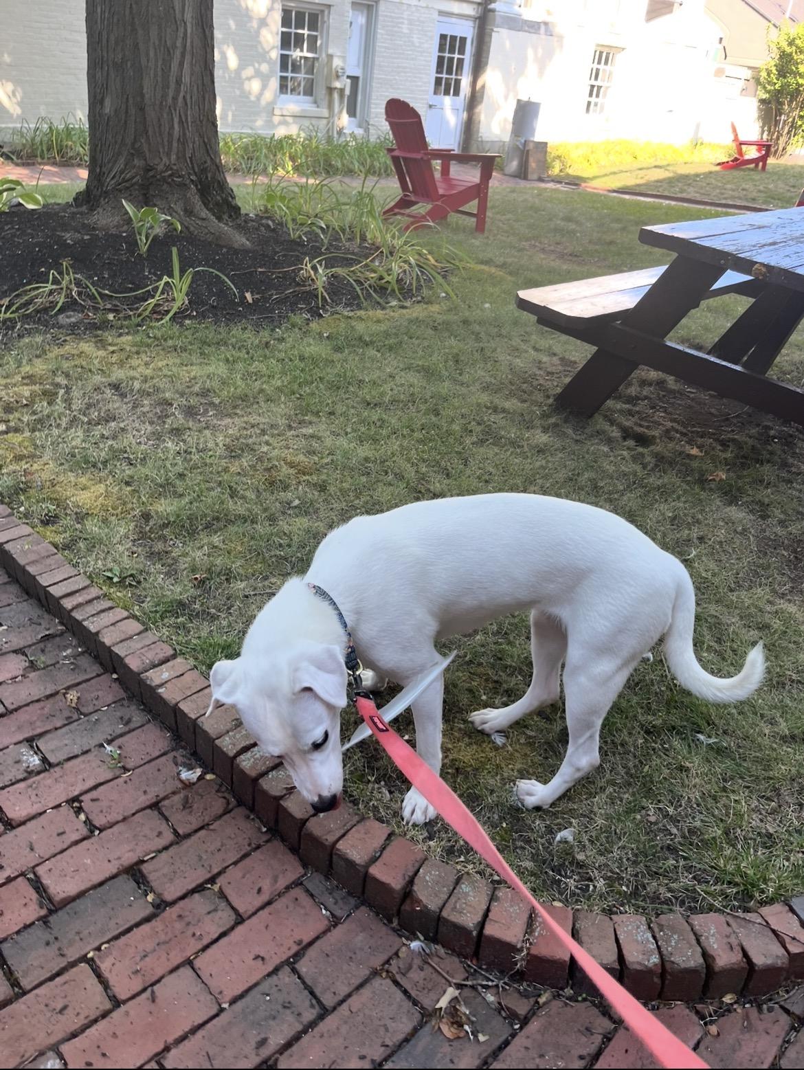 Story, a ADOPTABLE mixed breed in Brunswick, ME image 6/6