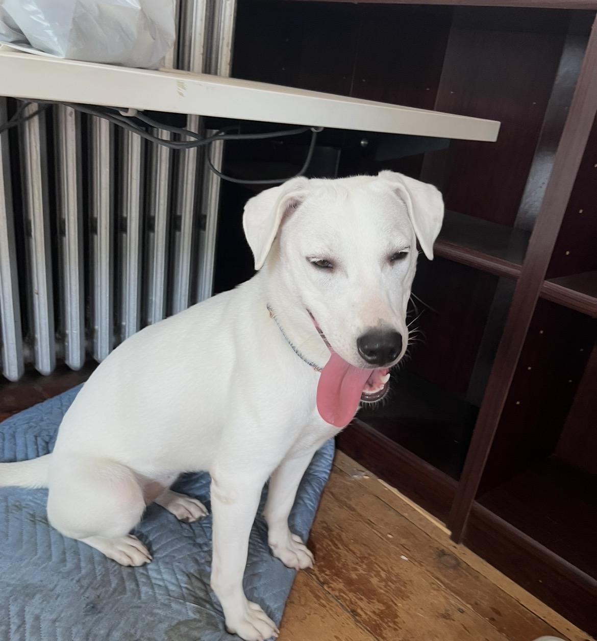 Story, ADOPTABLE, Young Female Labrador Retriever.