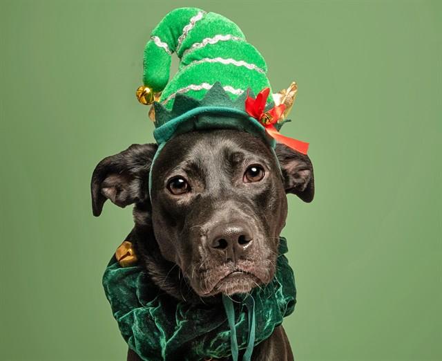 SEVEN, Adoptable, Young Male Pit Bull Terrier.