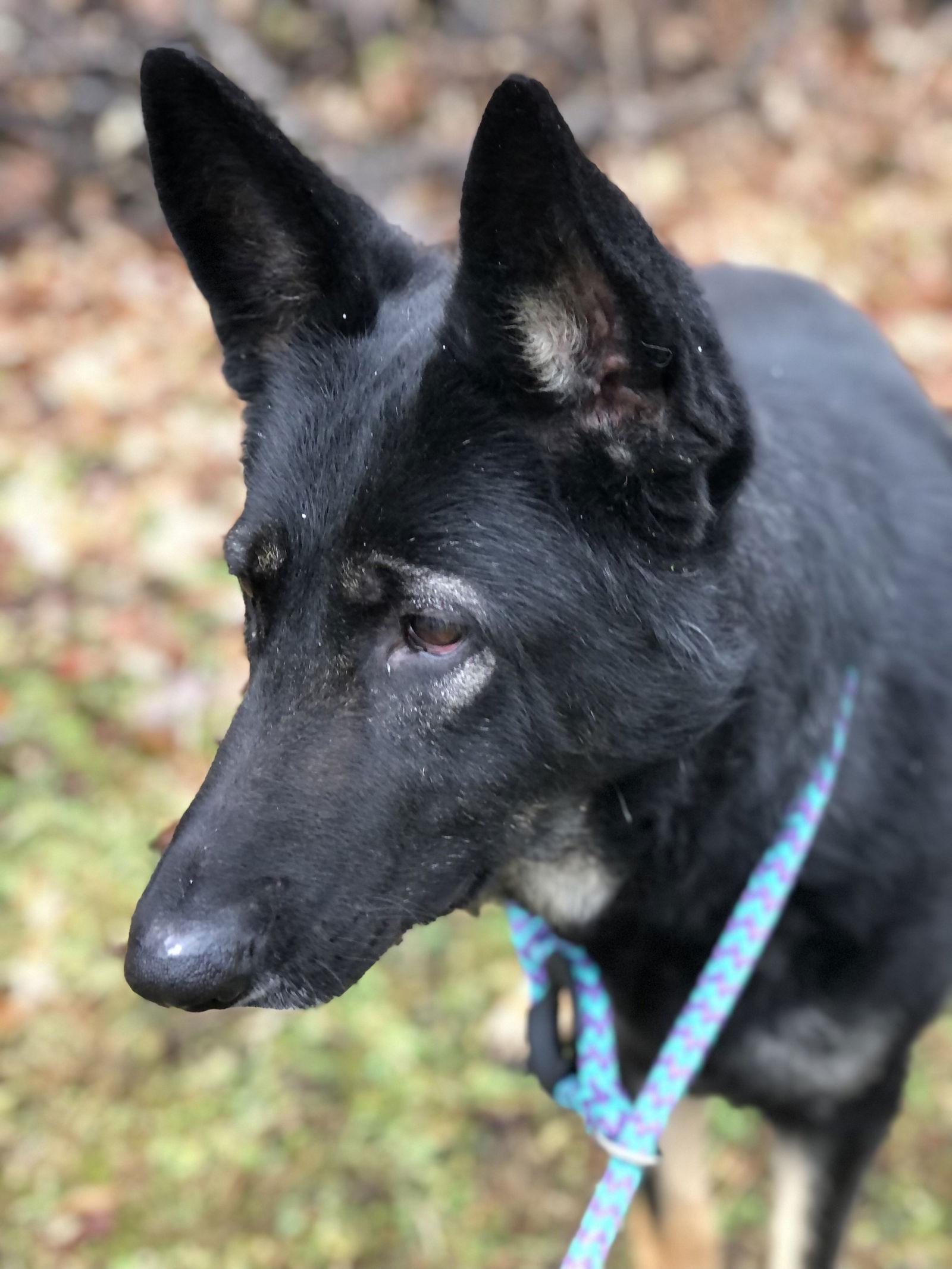 Enlarge Morticia, a Adoptable German Shepherd Dog in Elkins, WV image 1/3