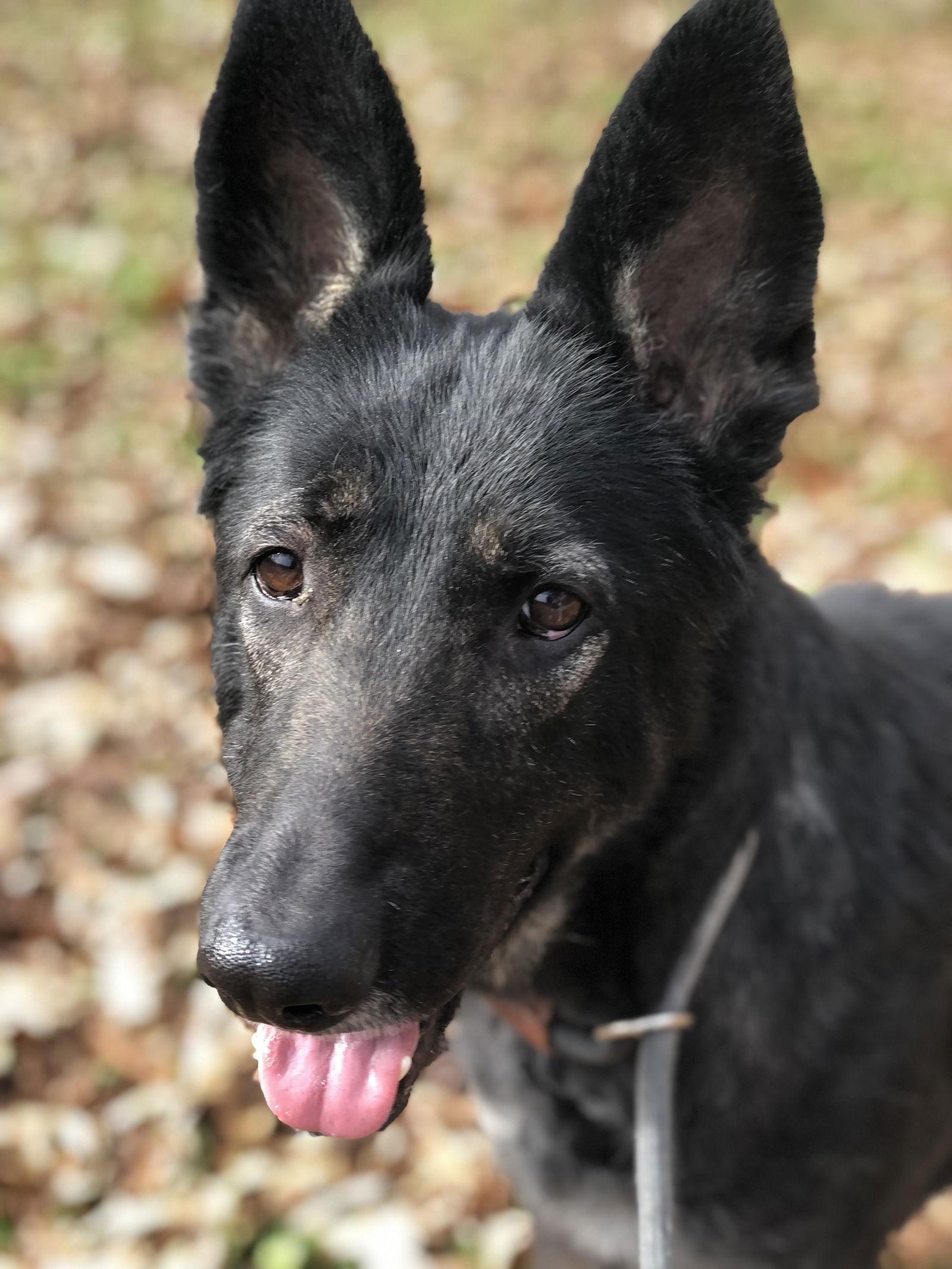 Enlarge Morticia, a Adoptable German Shepherd Dog in Elkins, WV image 2/3