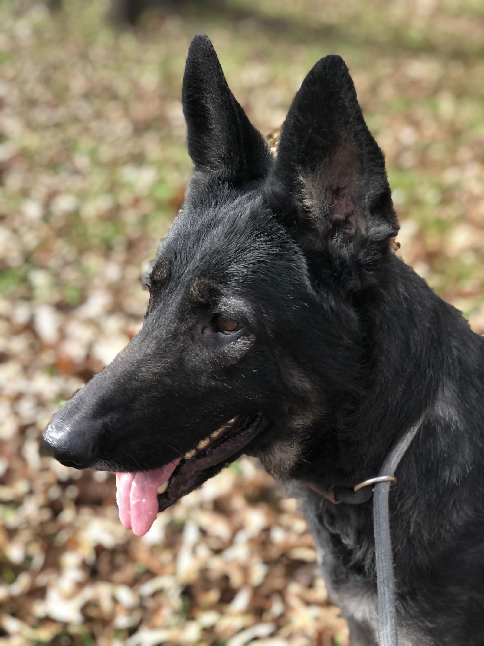 Enlarge Morticia, a Adoptable German Shepherd Dog in Elkins, WV image 3/3