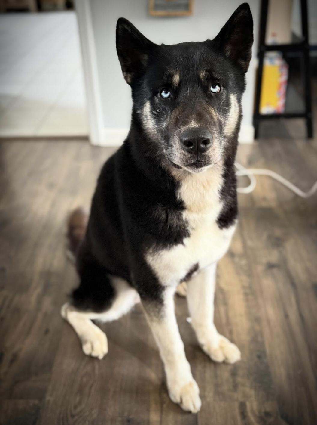 Max, an adopted mixed breed in Madison, VA image 1/5
