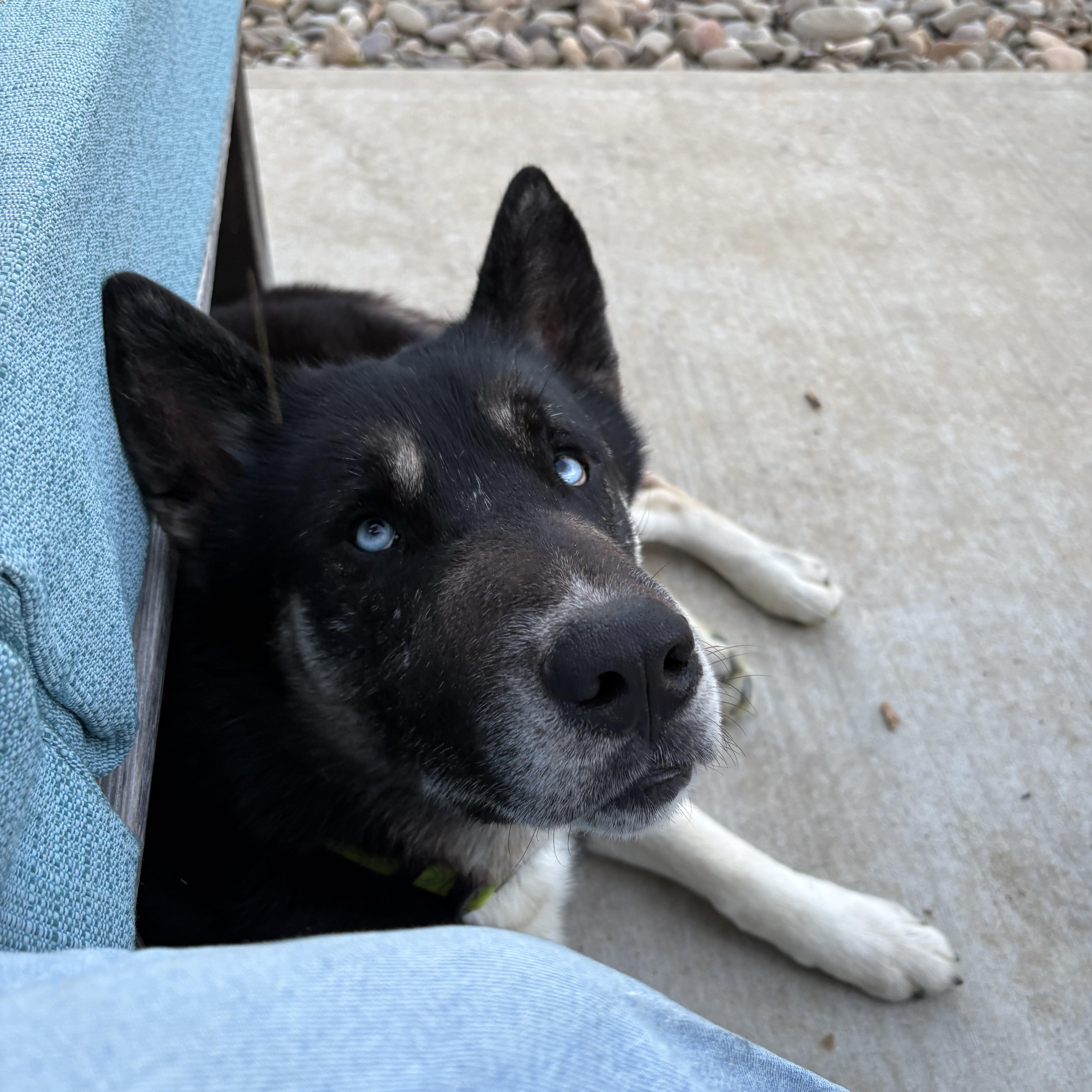 Max, an adopted mixed breed in Madison, VA image 5/5