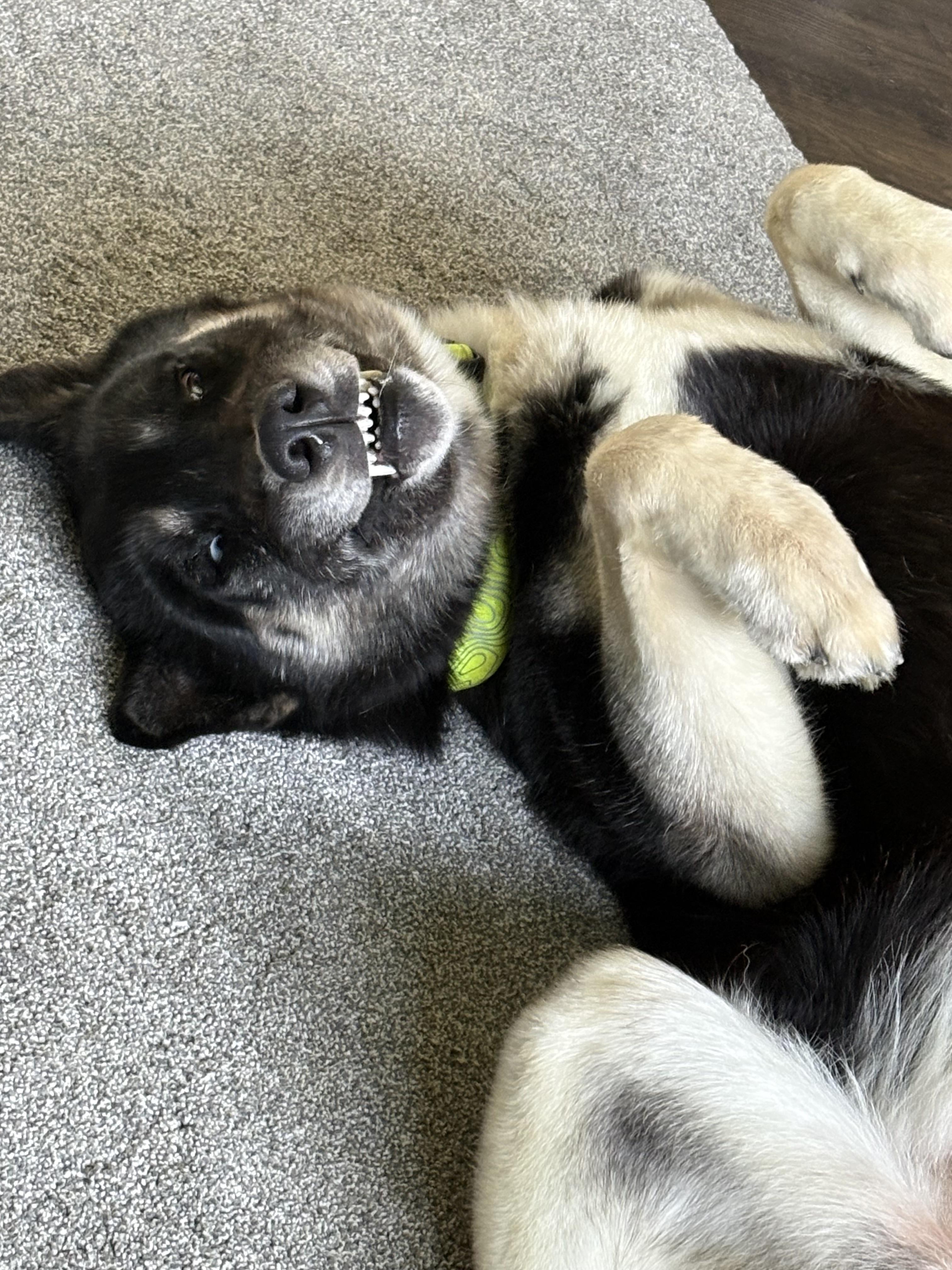 Max, an adopted mixed breed in Madison, VA image 4/5