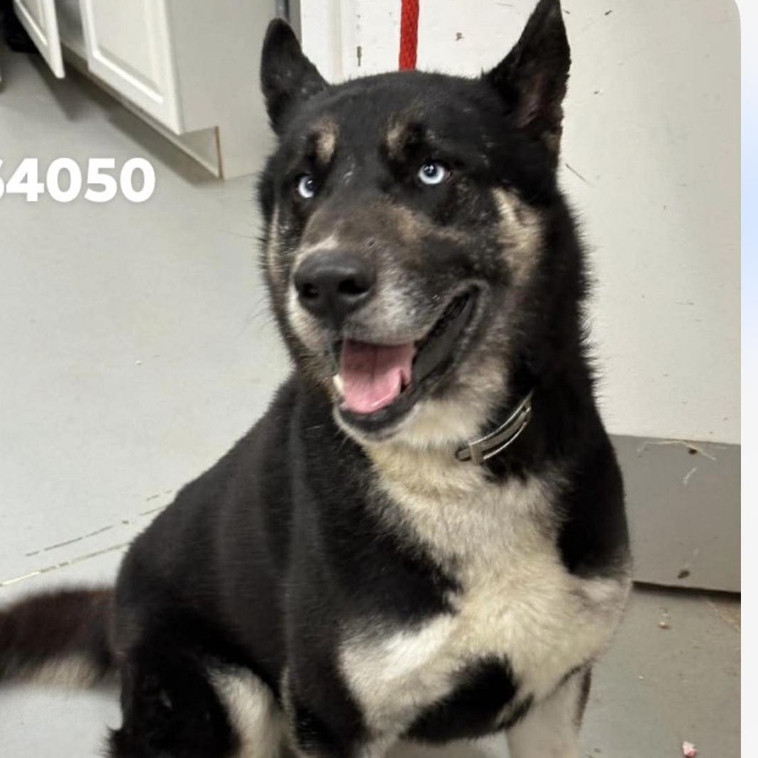 Max, an adopted mixed breed in Madison, VA image 3/5
