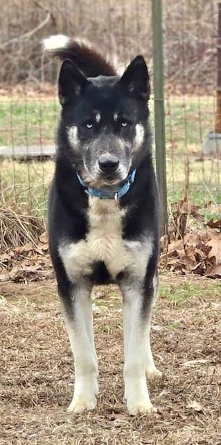Max, an adopted mixed breed in Madison, VA image 2/5