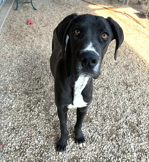 Enlarge Max, a ADOPTABLE mixed breed in Austin, TX image 2/3