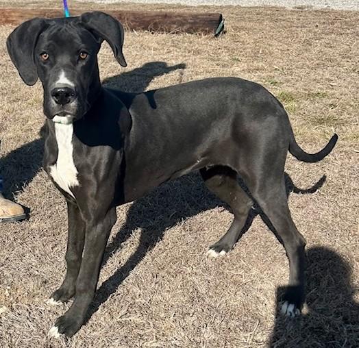 Enlarge Max, a ADOPTABLE mixed breed in Austin, TX image 1/3