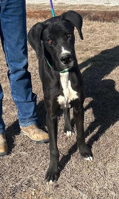 Enlarge Max, a ADOPTABLE mixed breed in Austin, TX image 3/3