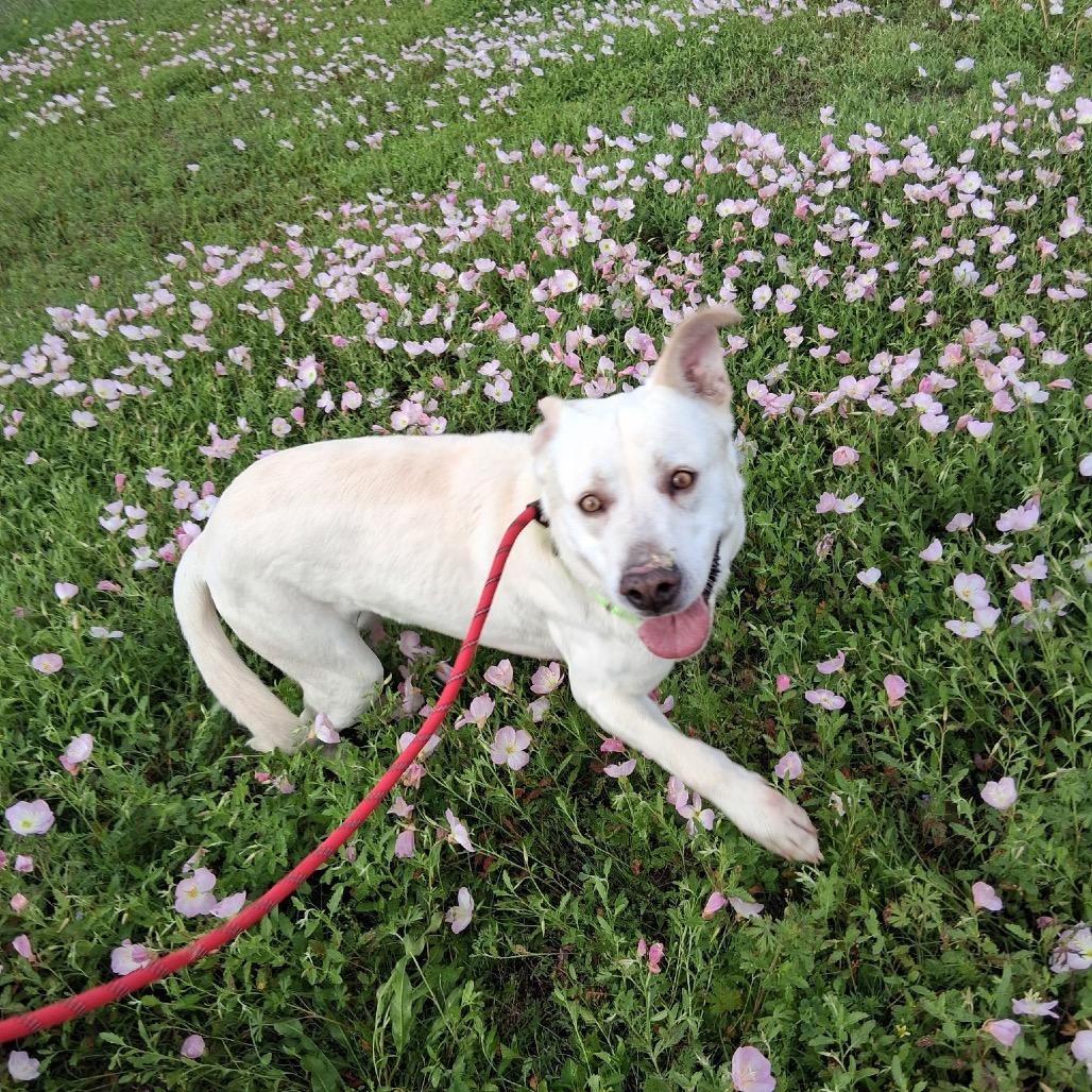 Enlarge Buddy, a Adoptable Mixed Breed in Dickinson, TX image 1/4