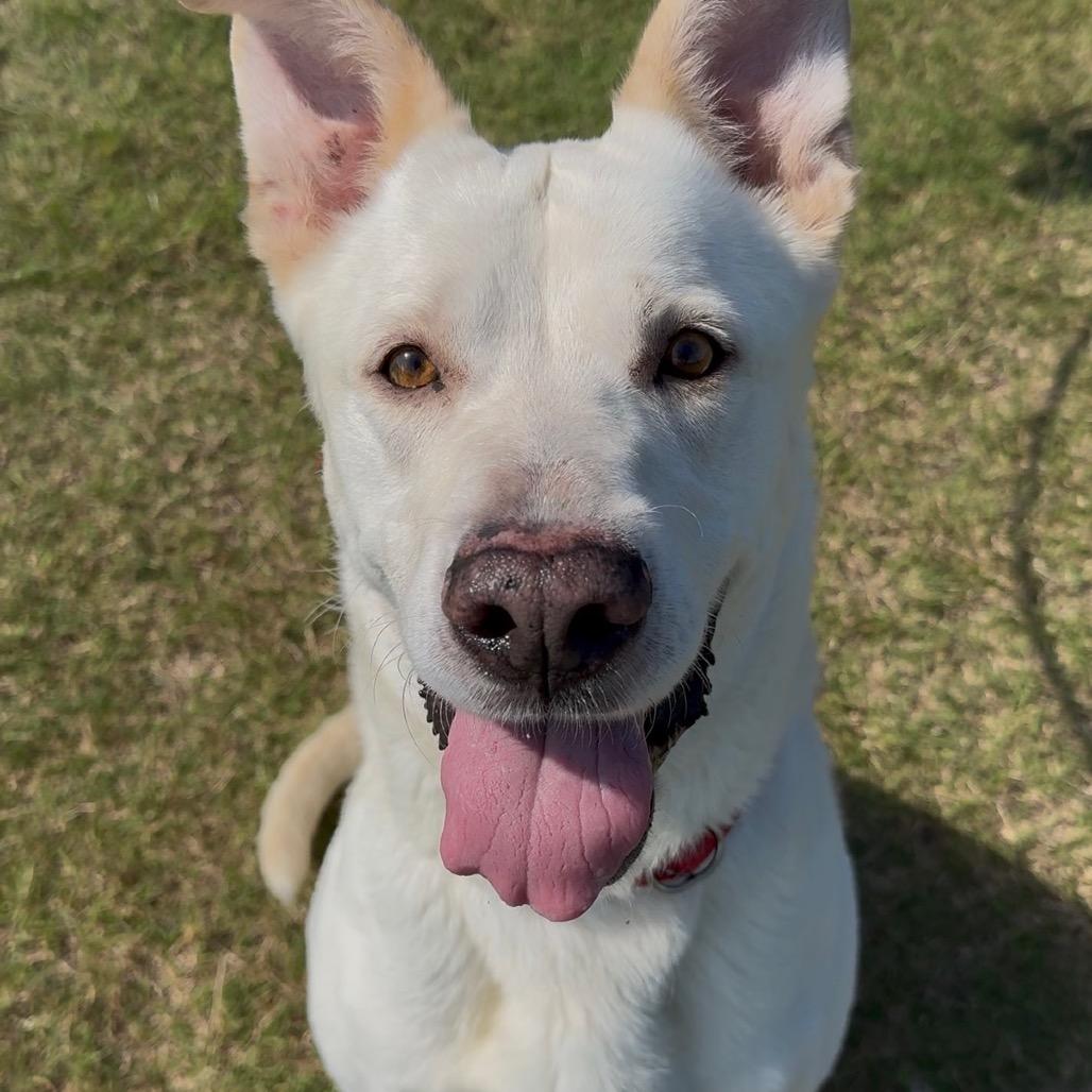 Enlarge Buddy, a Adoptable Mixed Breed in Dickinson, TX image 2/6