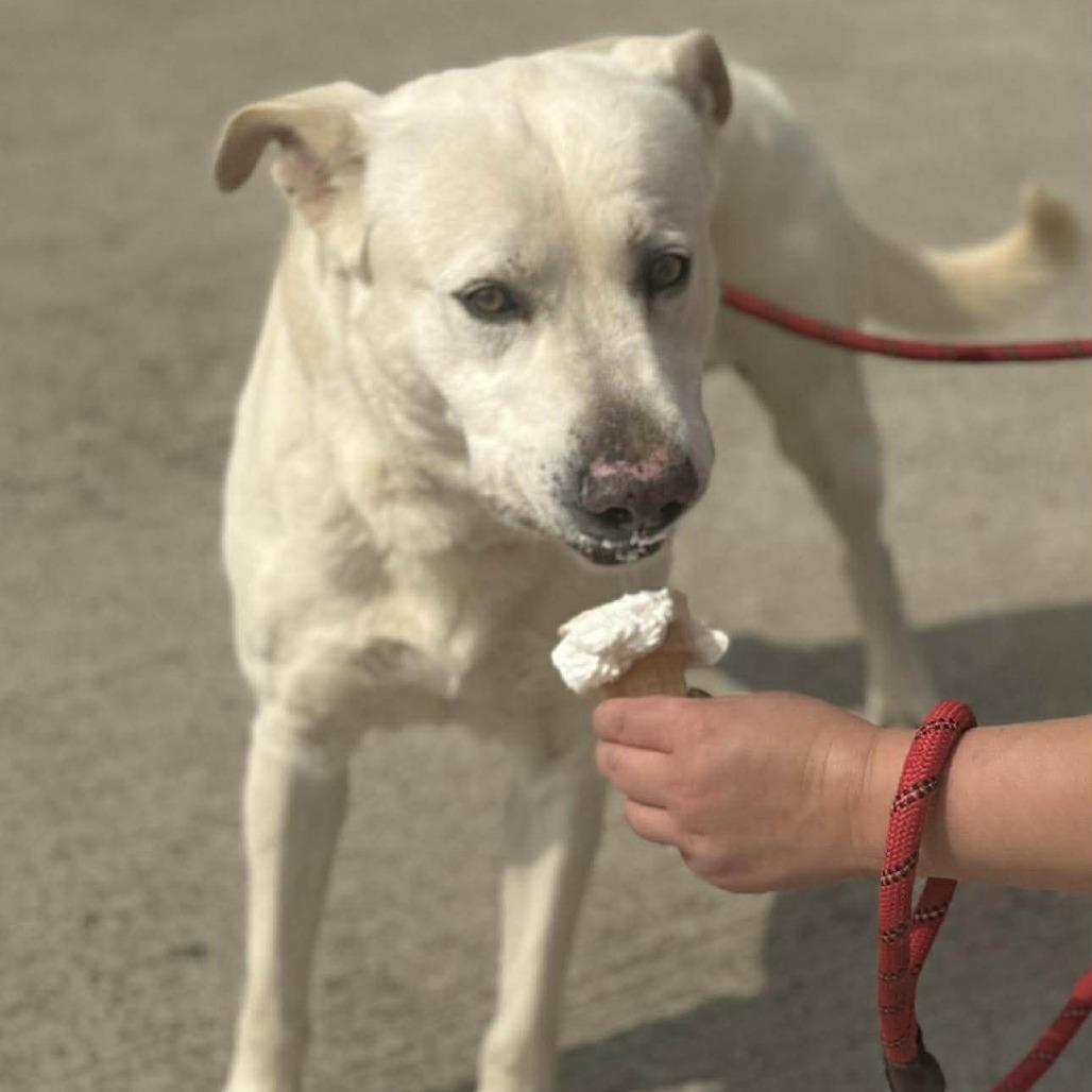 Enlarge Buddy, a Adoptable Mixed Breed in Dickinson, TX image 2/4