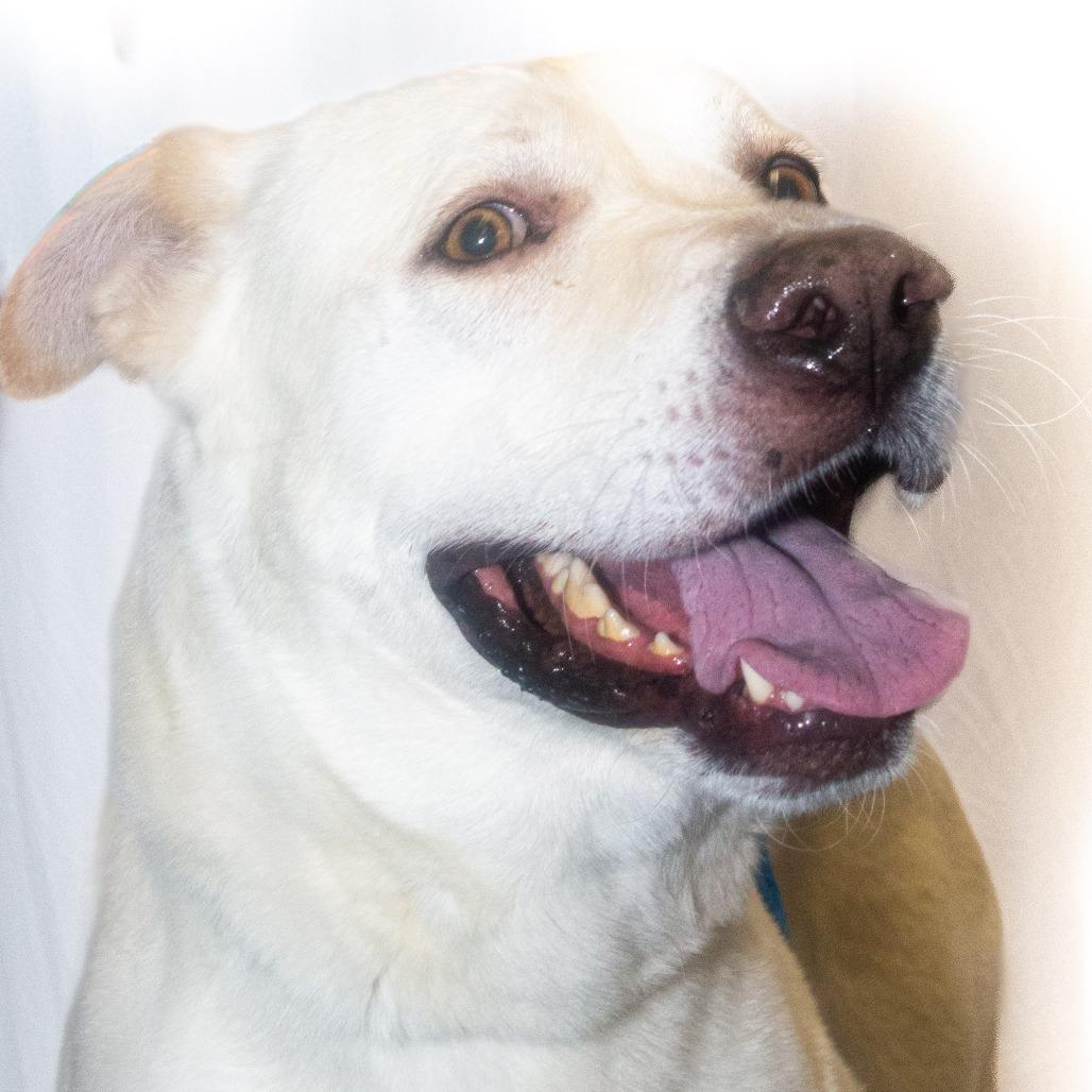 Enlarge Buddy, a Adoptable Mixed Breed in Dickinson, TX image 4/6
