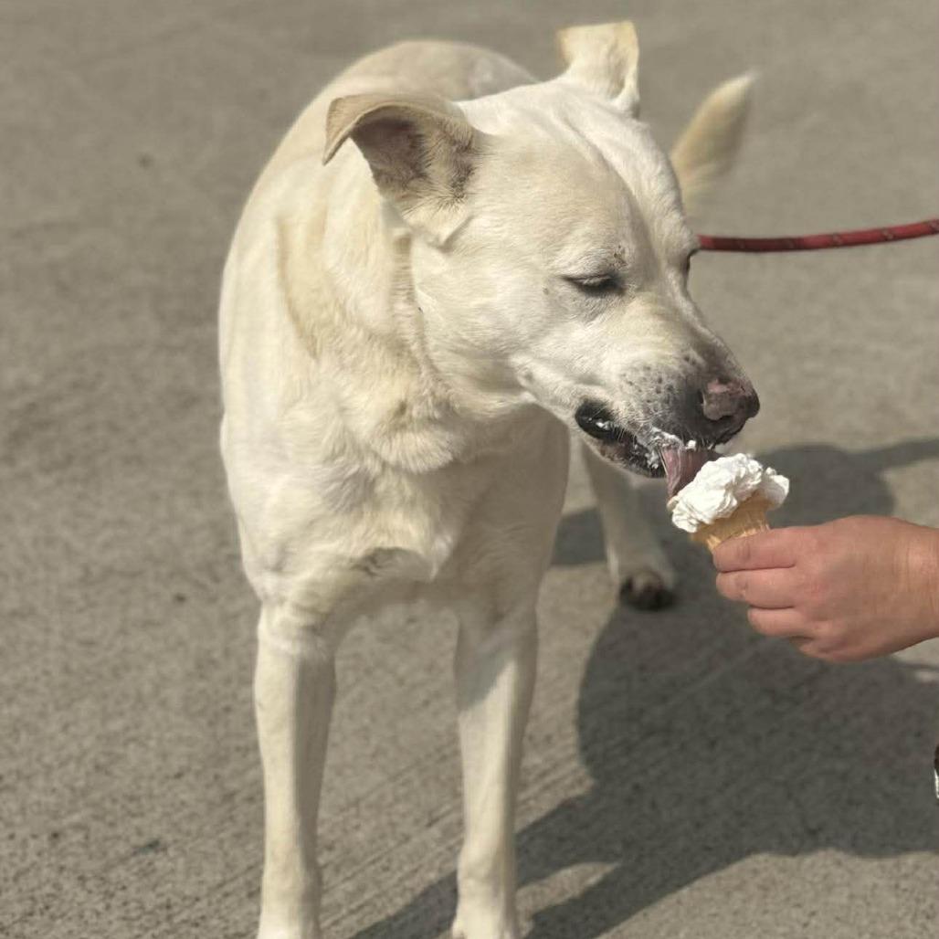 Enlarge Buddy, a Adoptable Mixed Breed in Dickinson, TX image 3/4