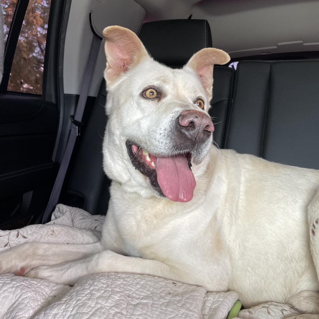 Enlarge Buddy, a Adoptable Mixed Breed in Dickinson, TX image 4/4