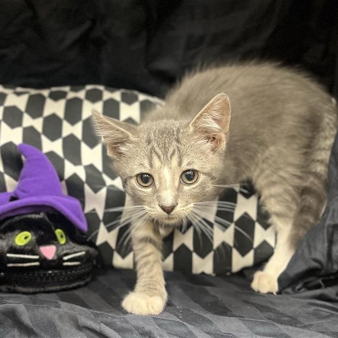 Enlarge Marie, a Adopted Domestic Medium Hair in Prince Frederick, MD image 2/2