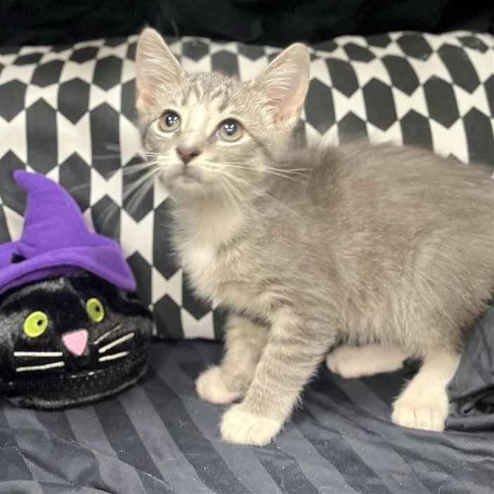 Marie, Adopted, Kitten Female Domestic Medium Hair.