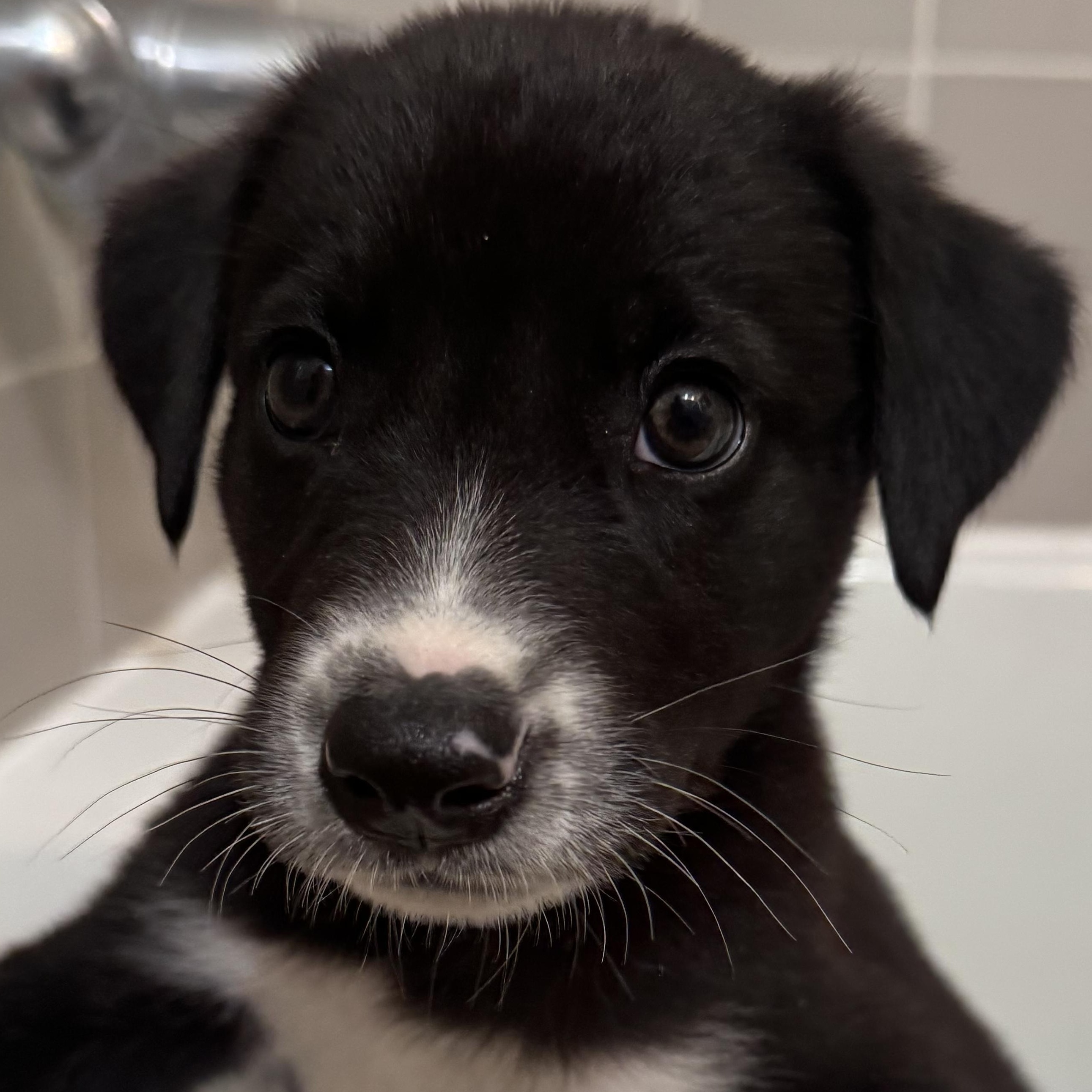 Enlarge Minnie, a ADOPTABLE mixed breed in Van Nuys, CA image 3/4