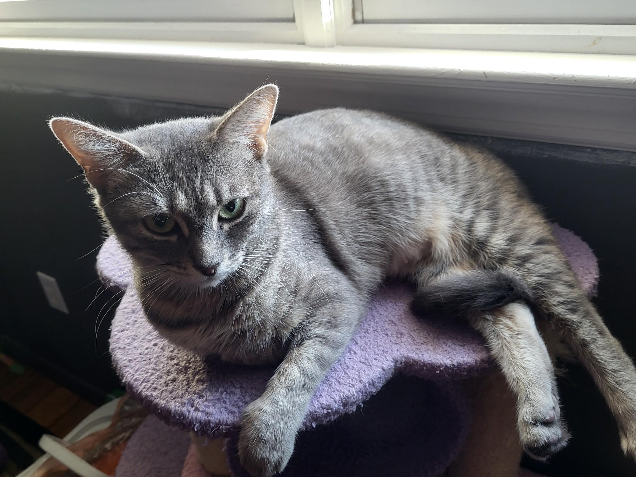 Bubblegum, Young Female Domestic Short Hair