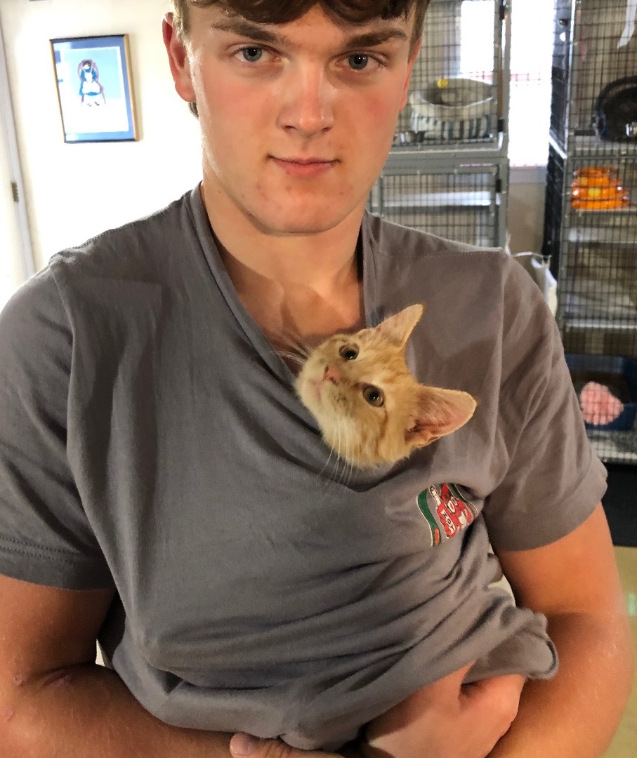 Garfield! Love Bug!, Adopted, Kitten Male American Shorthair.