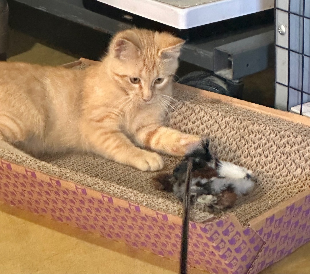 Enlarge Garfield! Love Bug!, a Adopted American Shorthair in Reinbeck, IA image 2/4