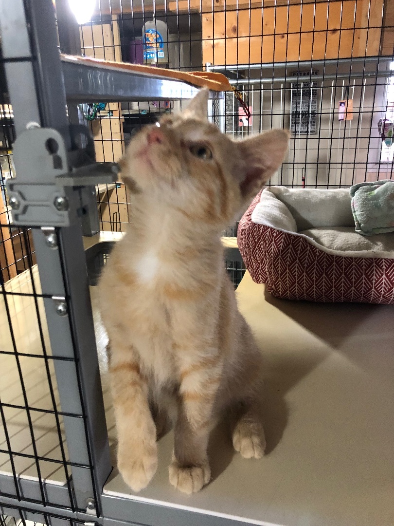Enlarge Garfield! Love Bug!, a Adopted American Shorthair in Reinbeck, IA image 3/4