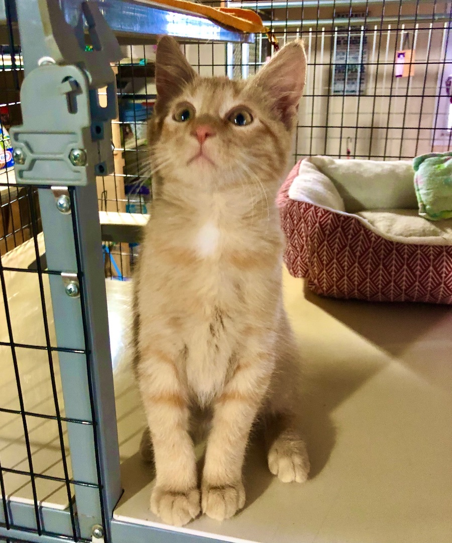 Enlarge Garfield! Love Bug!, a Adopted American Shorthair in Reinbeck, IA image 4/4