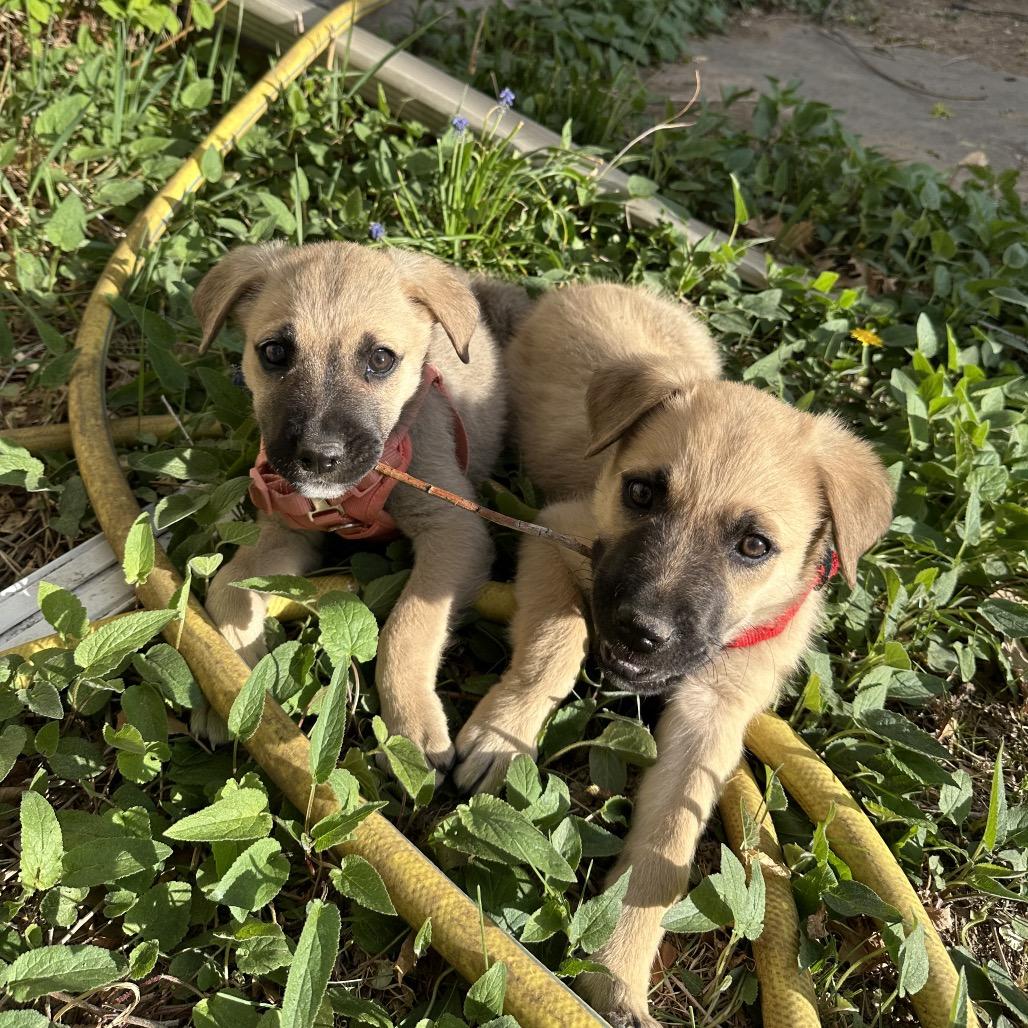 Citrine, Adoptable, Puppy Female Shepherd.