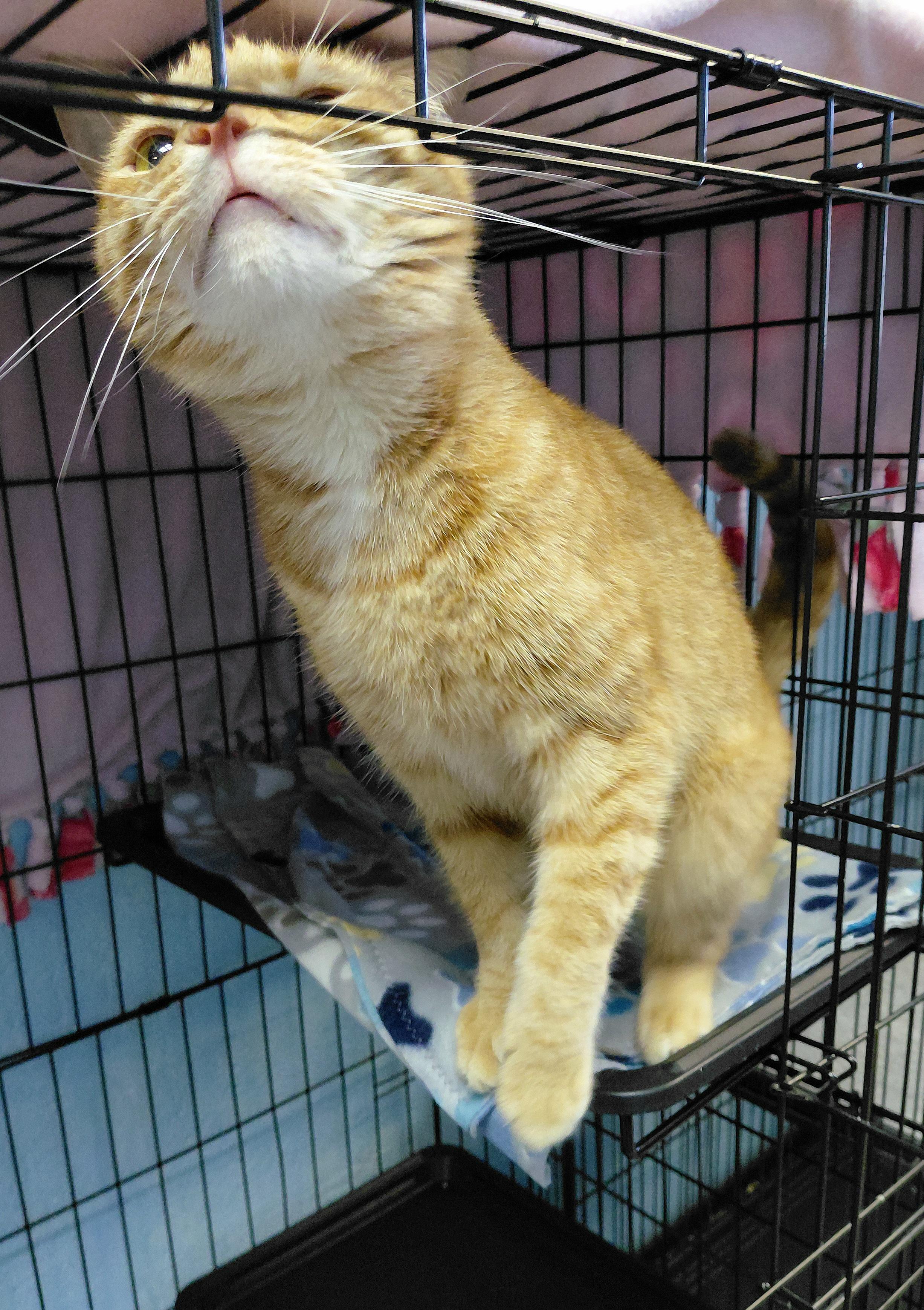 Enlarge Henry, an adopted Domestic Short Hair in Stanley, VA image 4/5