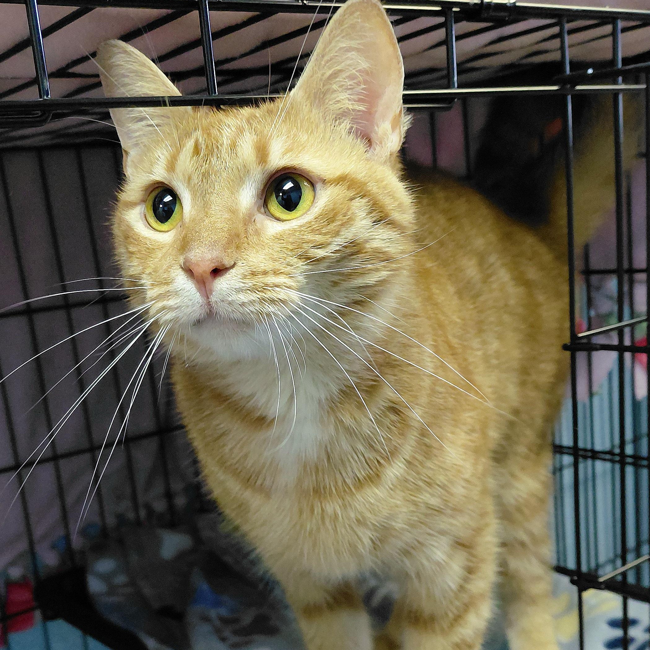 Henry, adopted, Adult Male Domestic Short Hair.