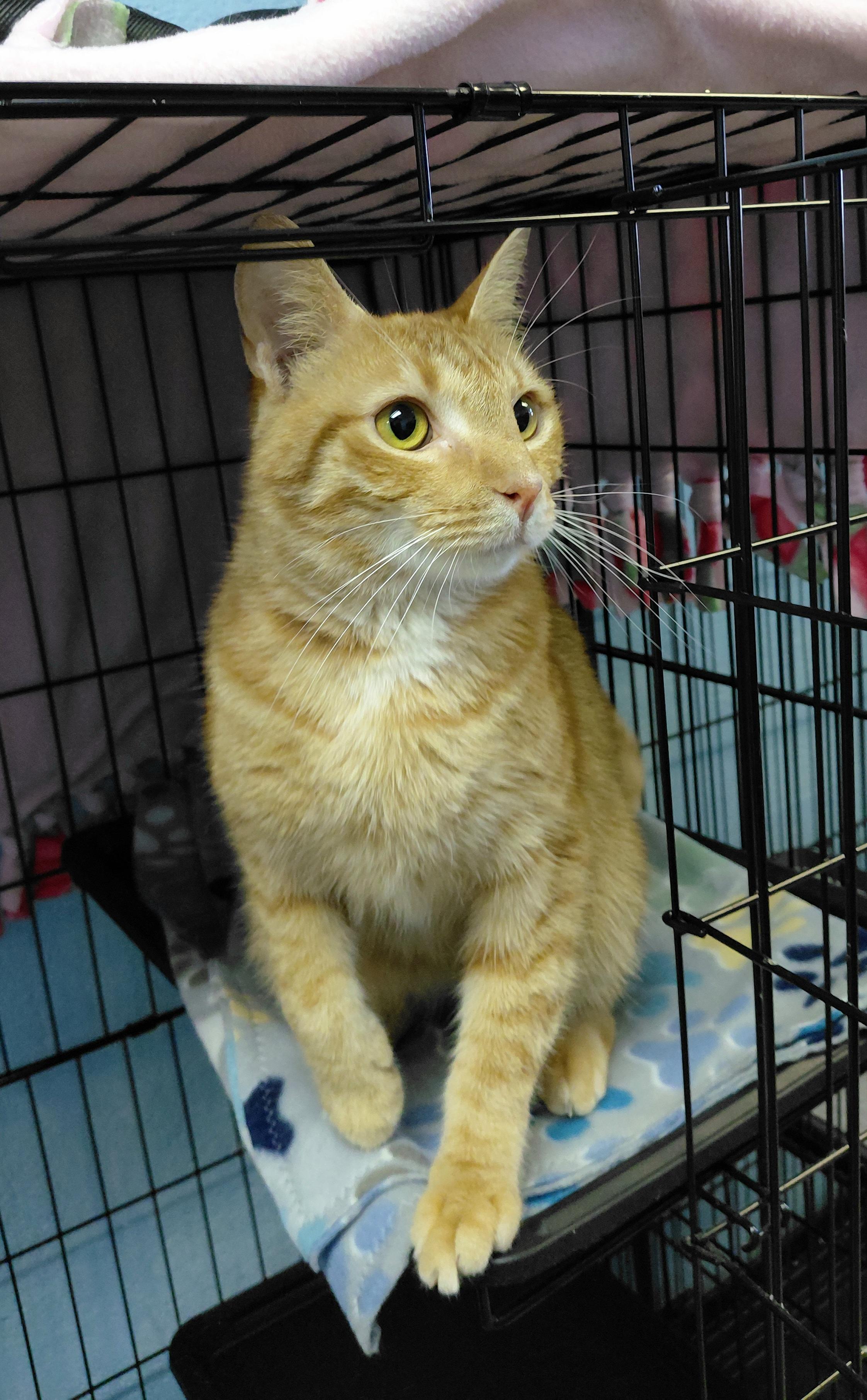 Enlarge Henry, an adopted Domestic Short Hair in Stanley, VA image 2/5