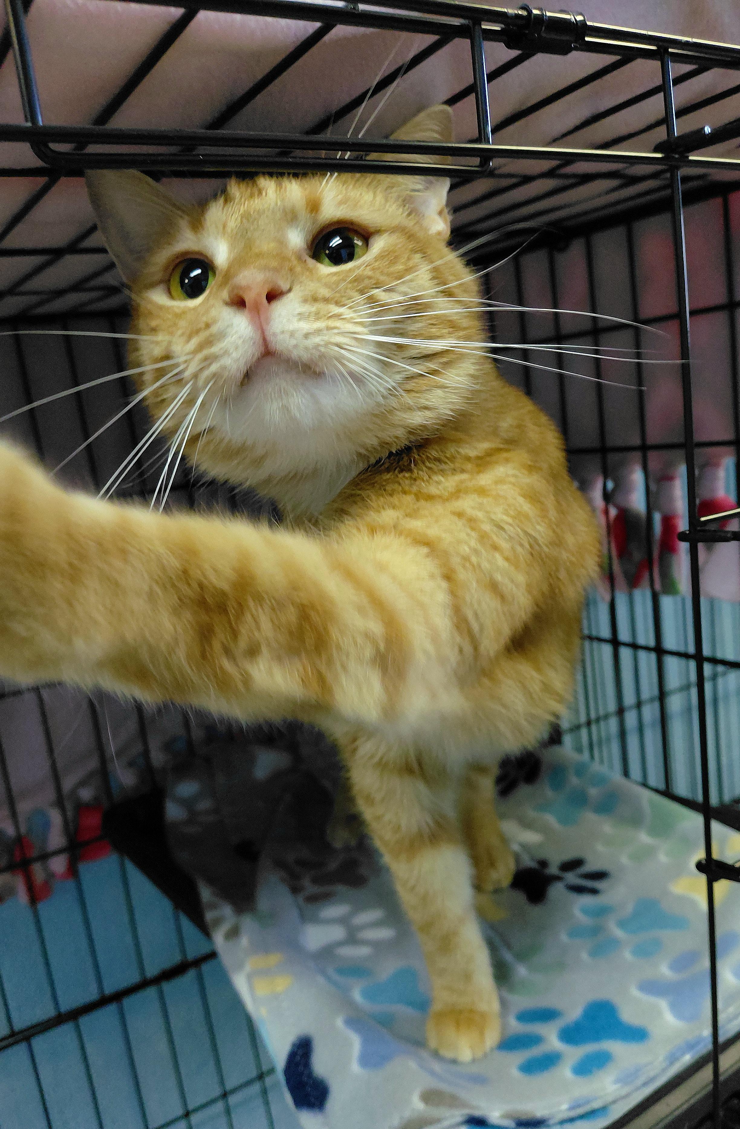 Enlarge Henry, an adopted Domestic Short Hair in Stanley, VA image 3/5