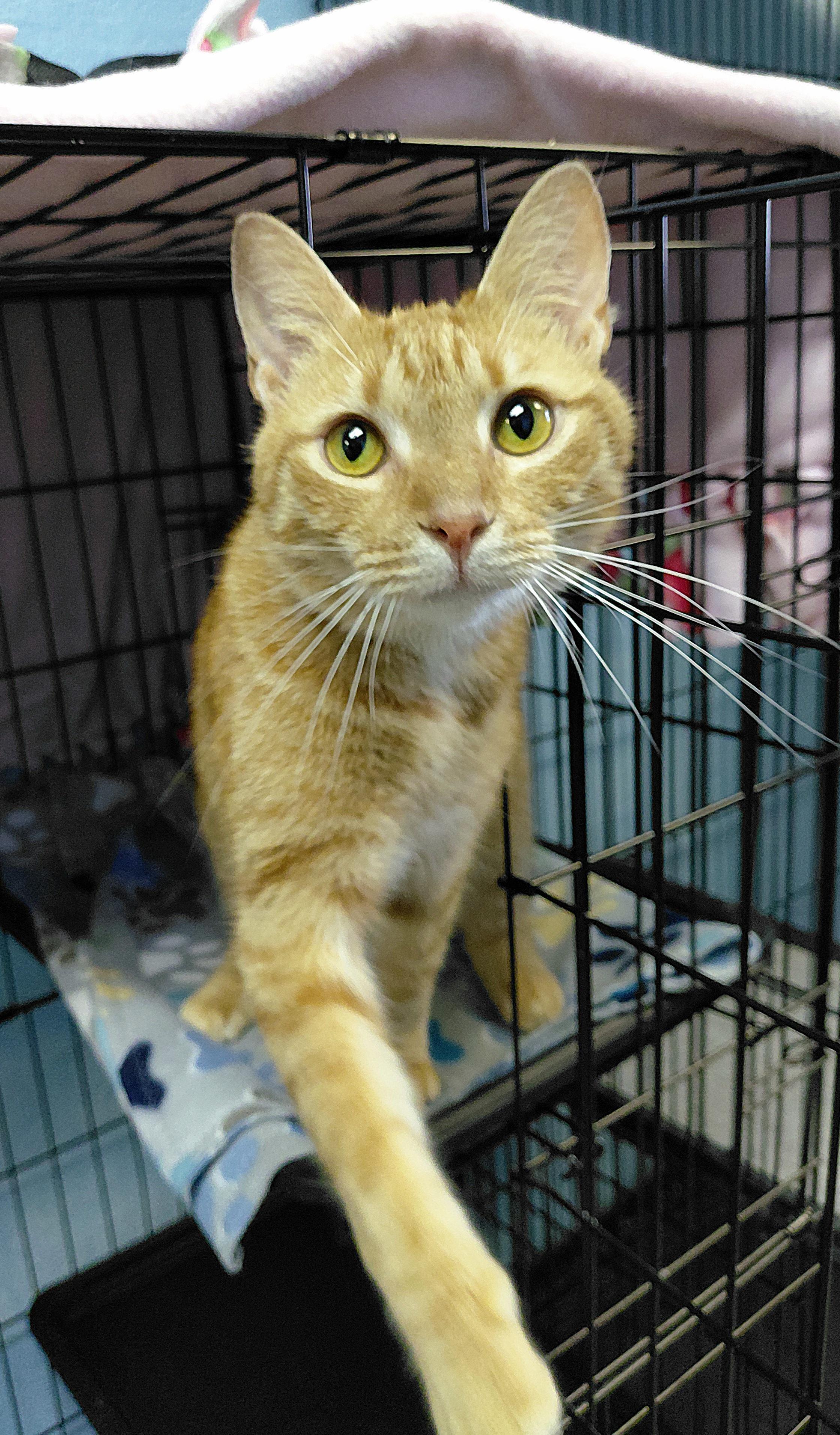 Enlarge Henry, an adopted Domestic Short Hair in Stanley, VA image 5/5
