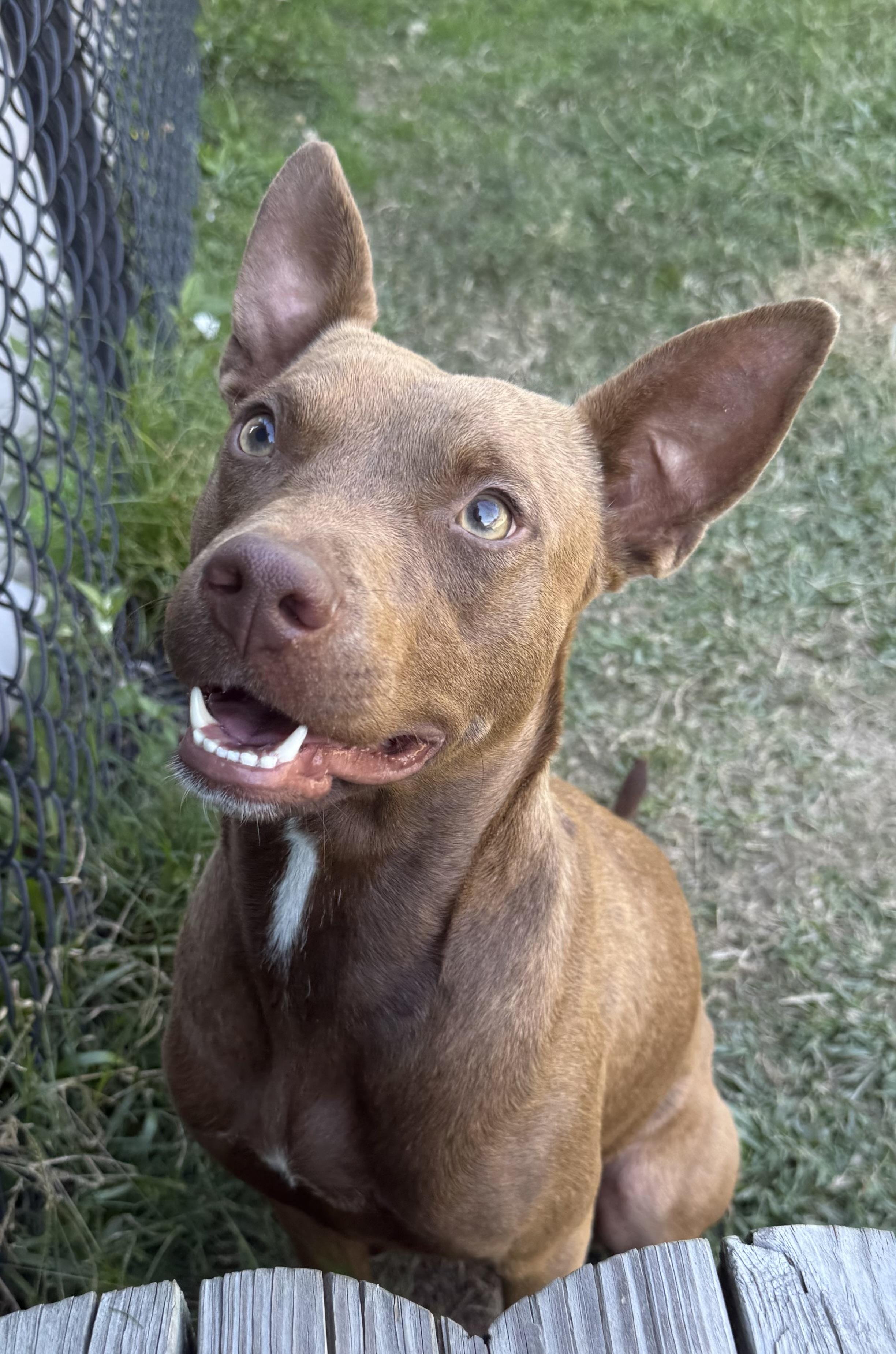 Addison, a Adoptable mixed breed in Lancaster, SC image 1/2