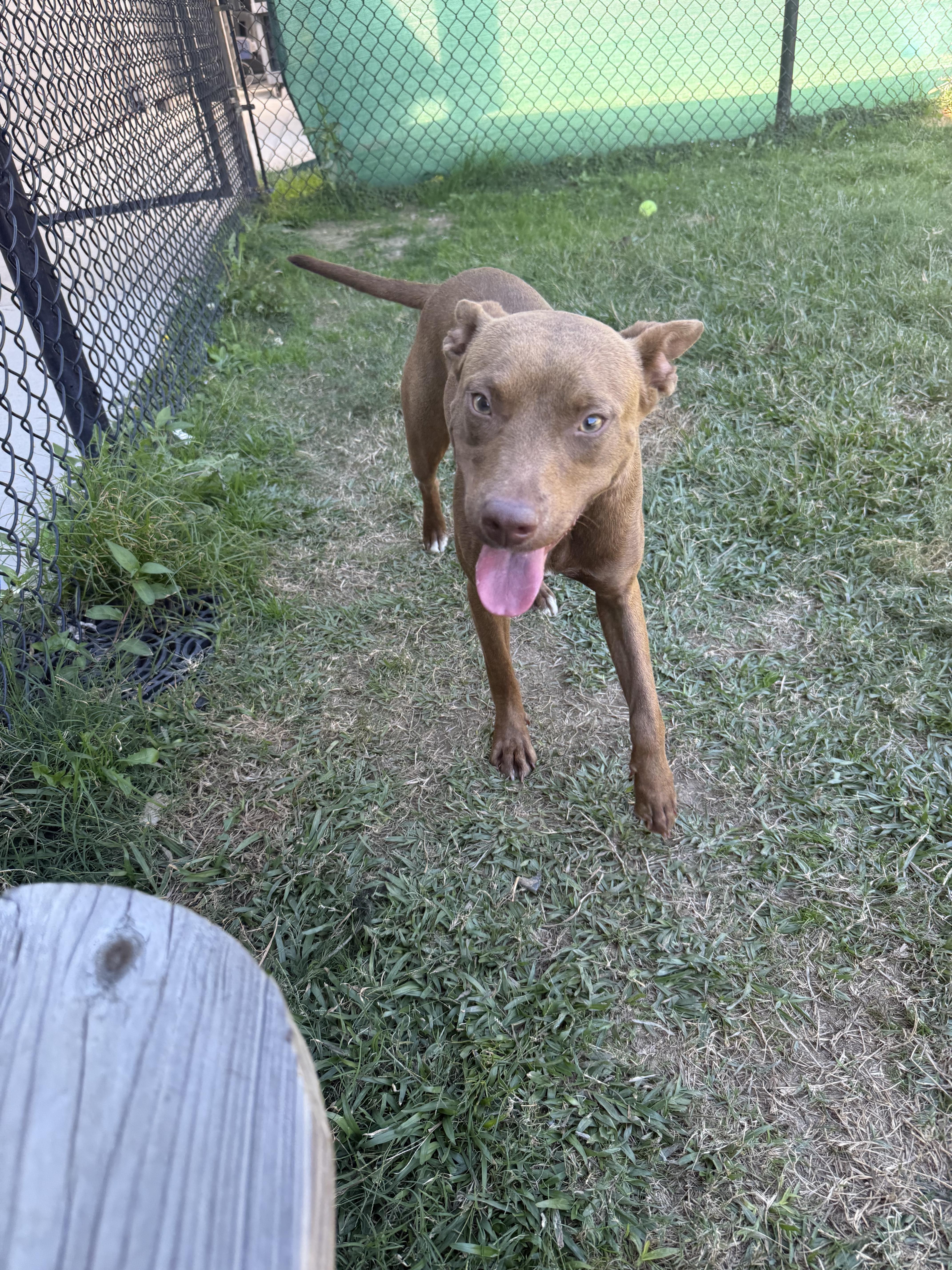 Addison, Adoptable, Adult Female Shepherd.