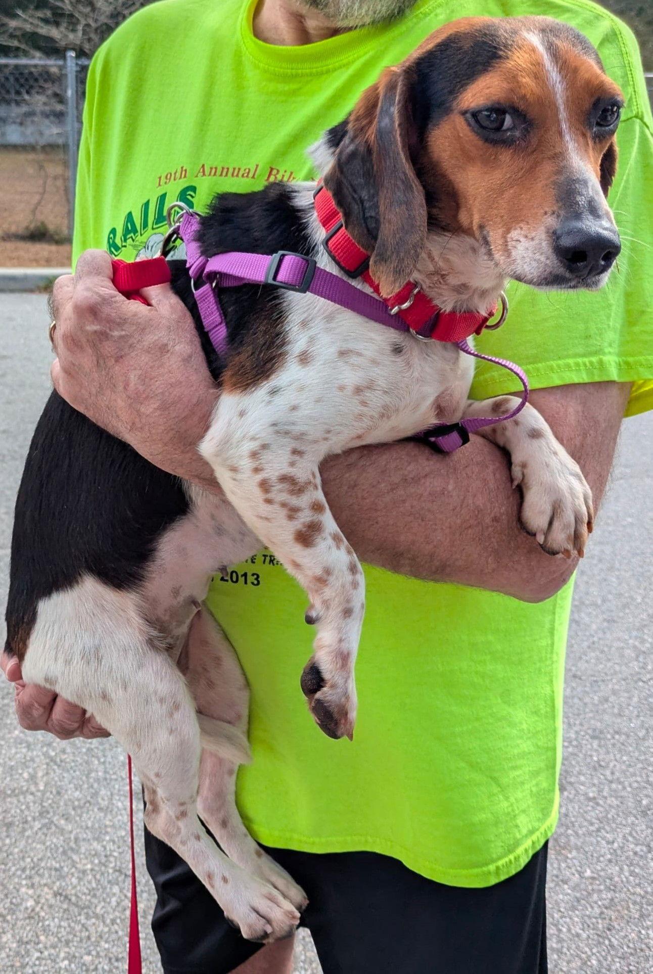 Penelope III, Adoptable, Young Female Beagle.