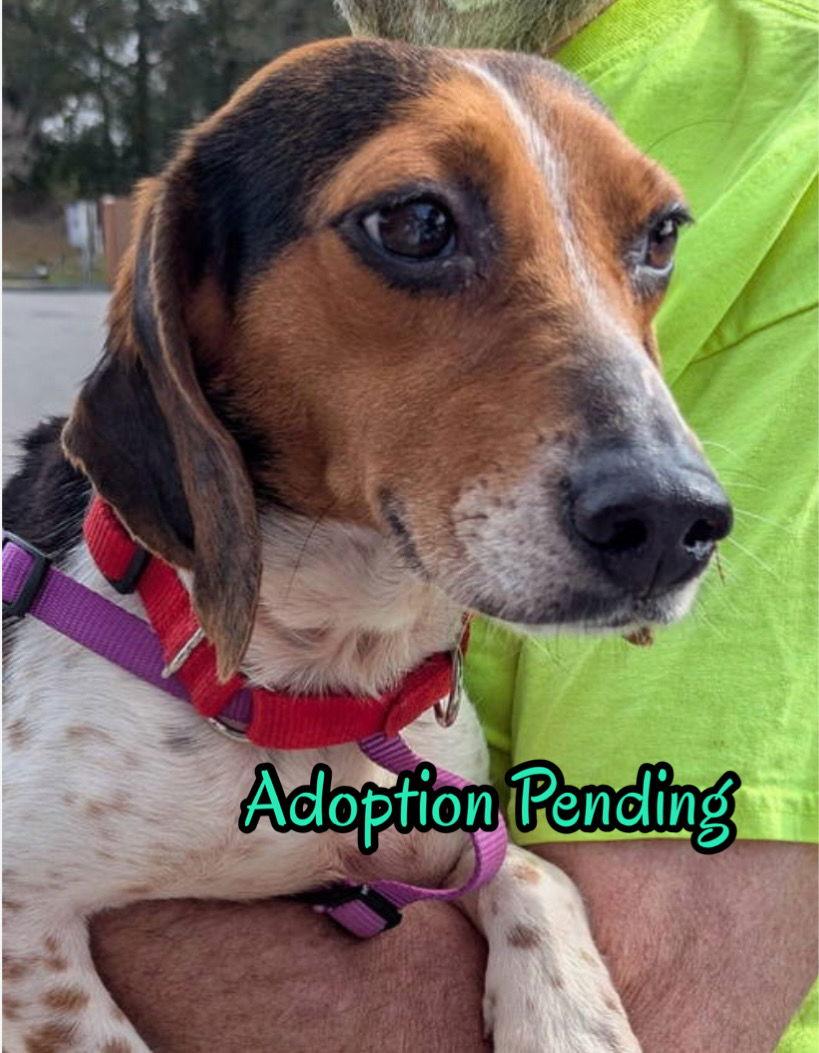 Enlarge Penelope III, a Adoptable Beagle in Dunnellon, FL image 2/3