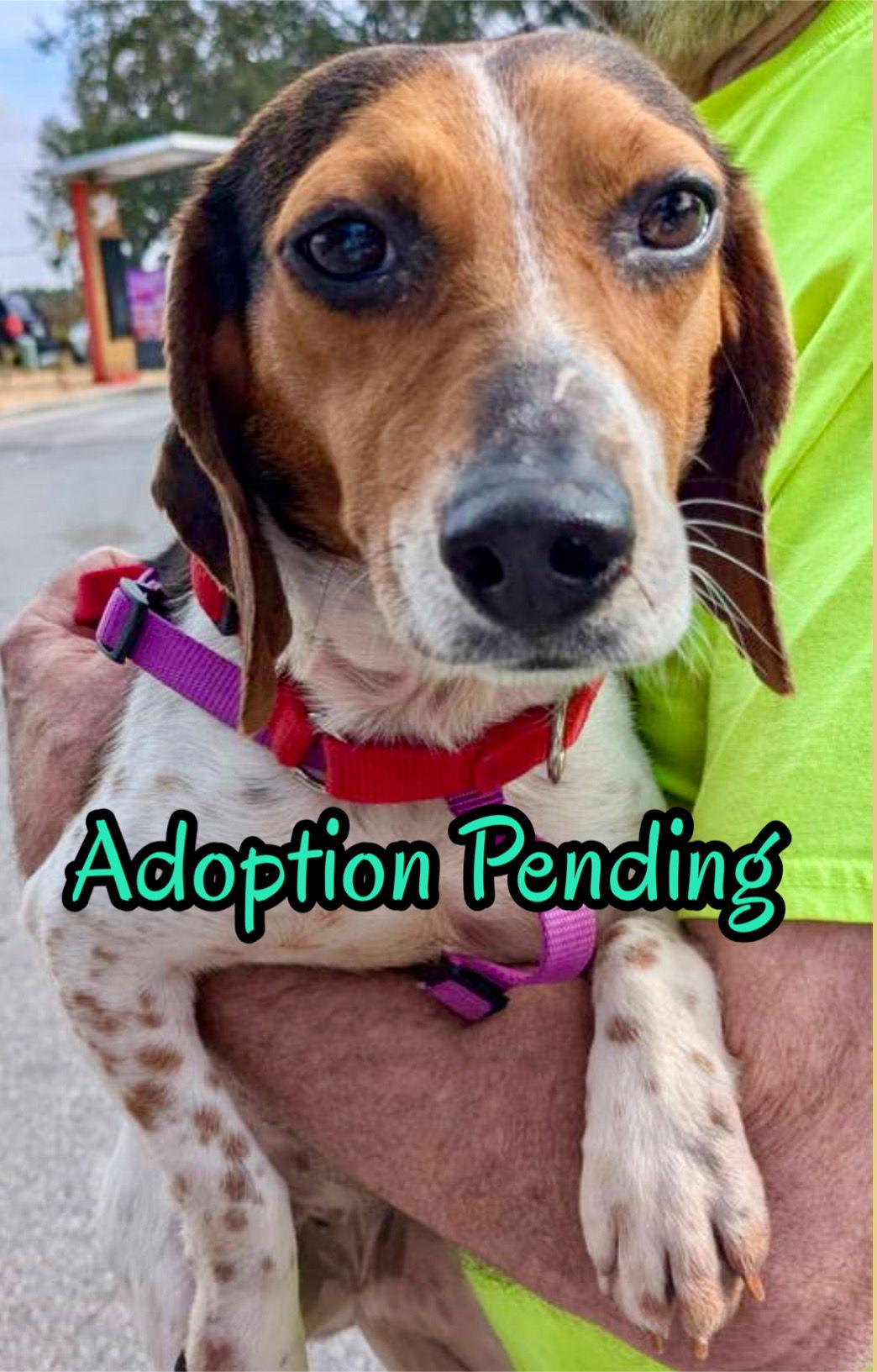 Penelope III — thumbnail 2