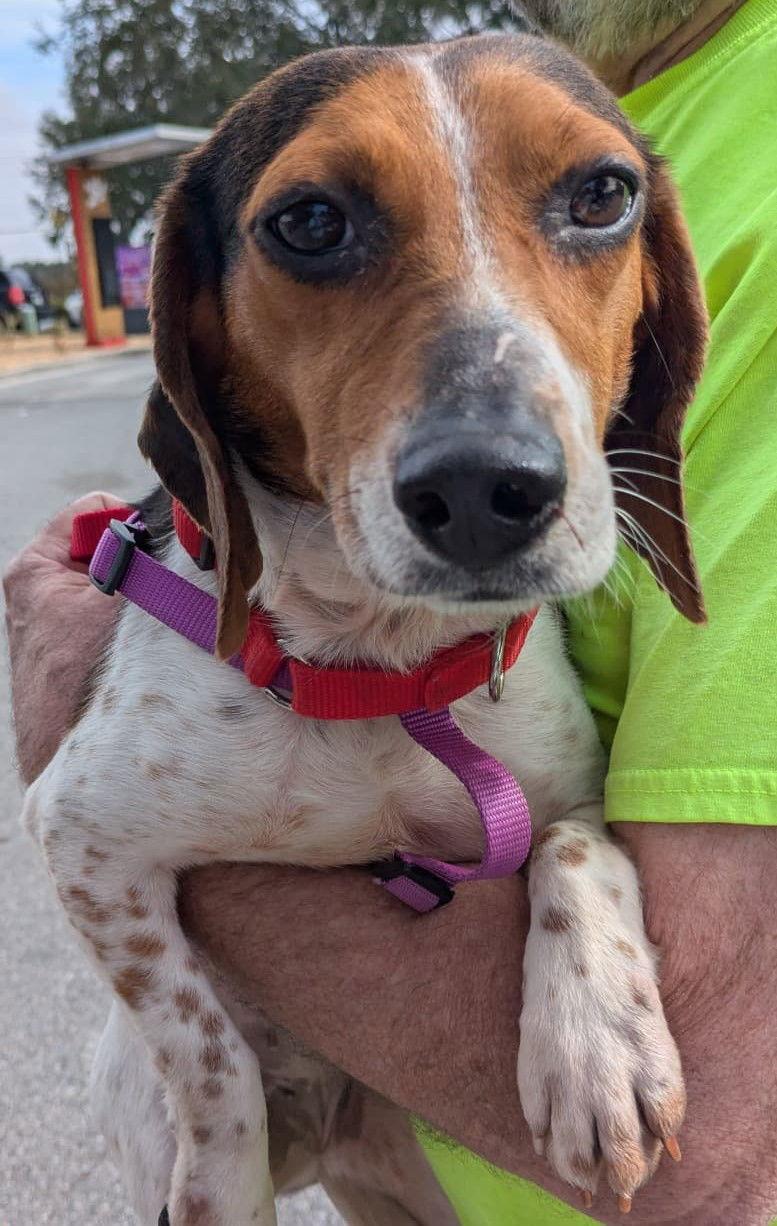 Penelope III — thumbnail 3