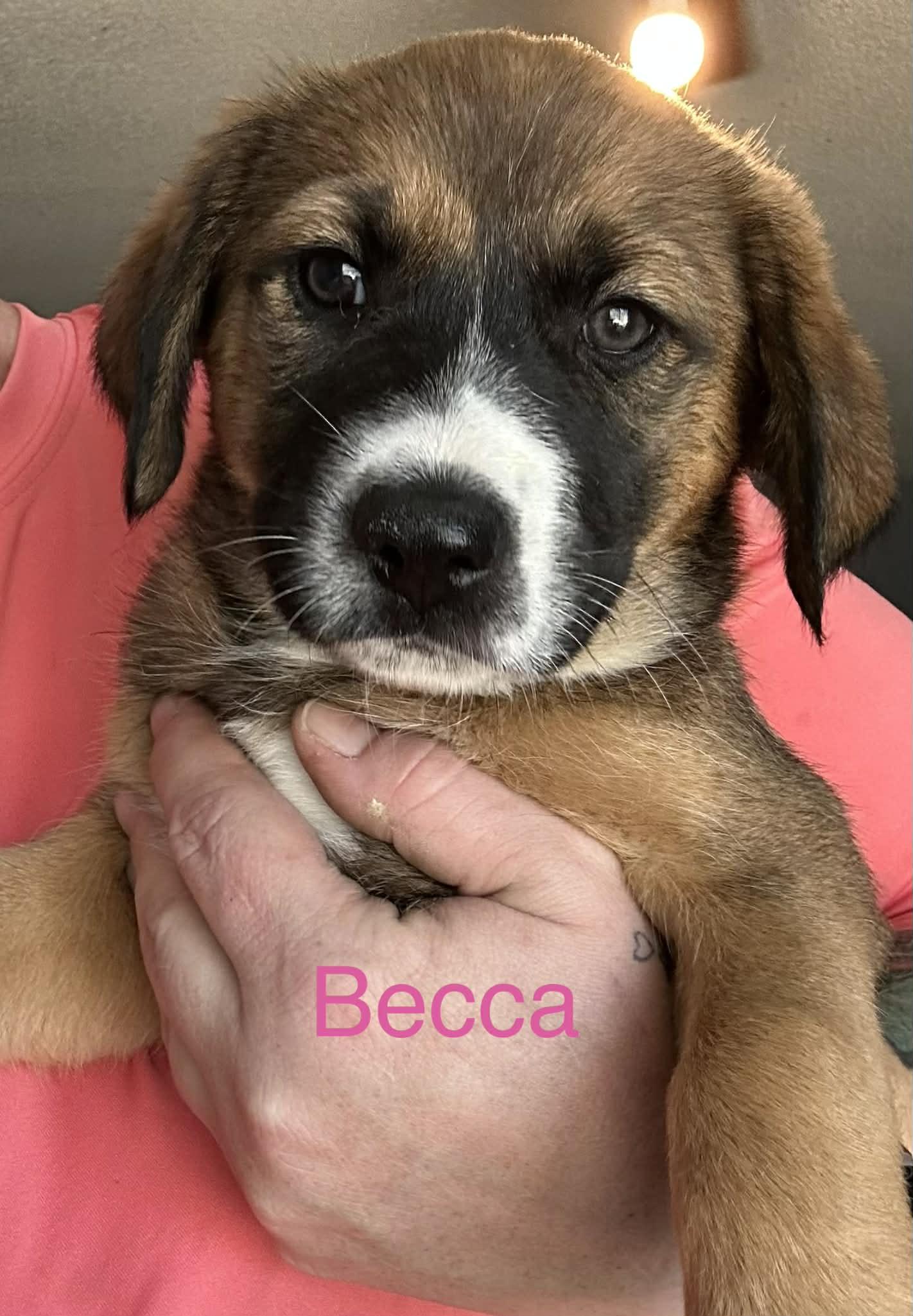 Becca, Adoptable, Puppy Female Australian Shepherd & Shepherd.