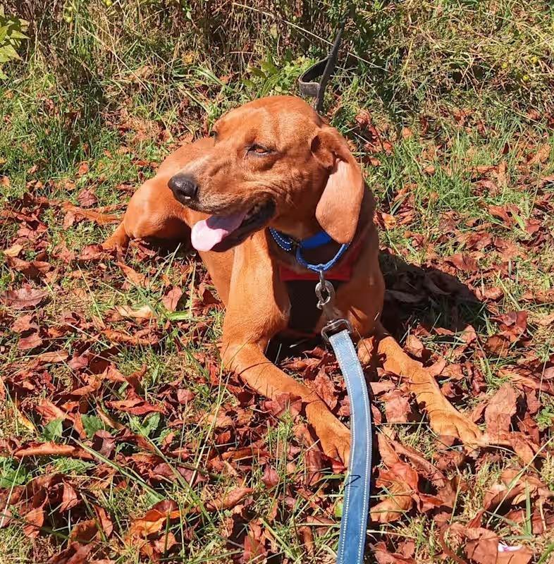 Enlarge Prissy, a Adopted Redbone Coonhound in Monterey, VA image 2/2