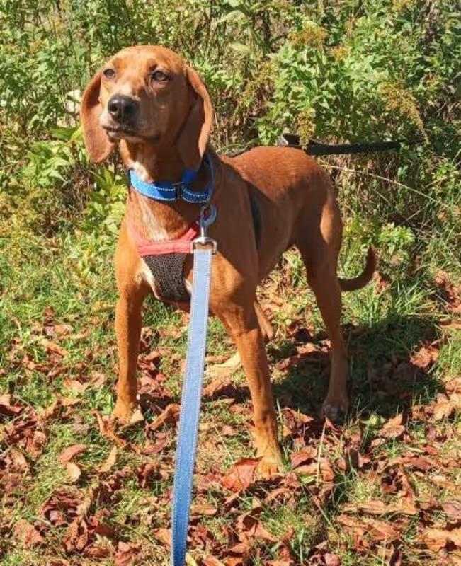 Enlarge Prissy, a Adopted Redbone Coonhound in Monterey, VA image 1/2